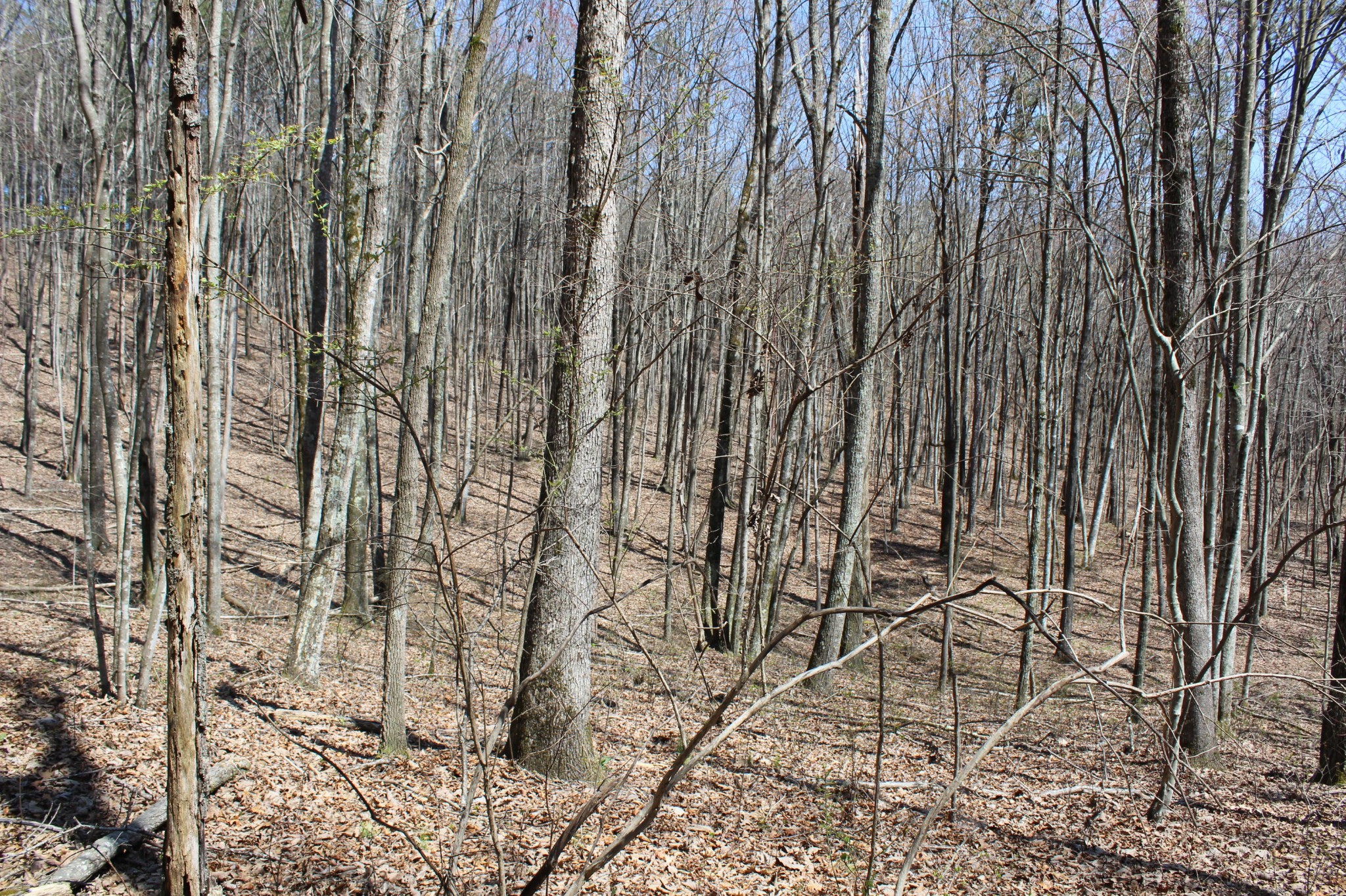 2 Brier Branch Road Graysville, TN 37338 - Photo 3 of 7 Gallery Image 3