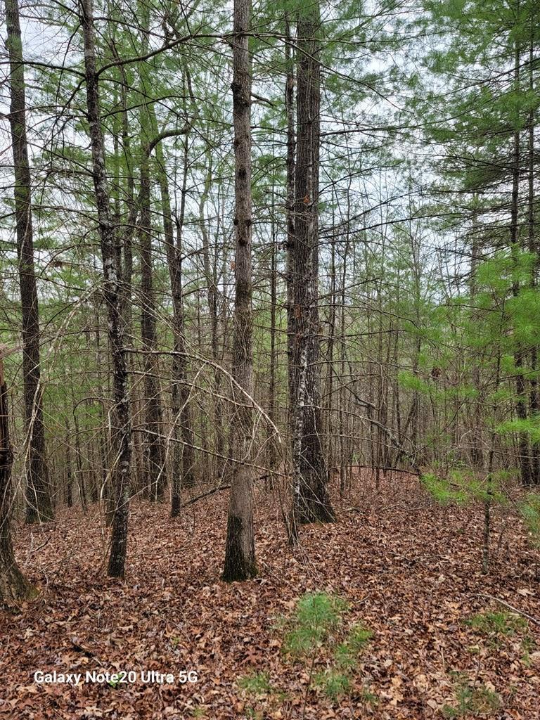Tbd Owassa Road Murphy, NC 28906 - Photo 2 of 13 a view of a forest