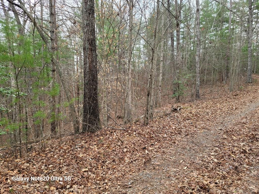 Tbd Owassa Road Murphy, NC 28906 - Photo 3 of 13 a view of a forest with trees