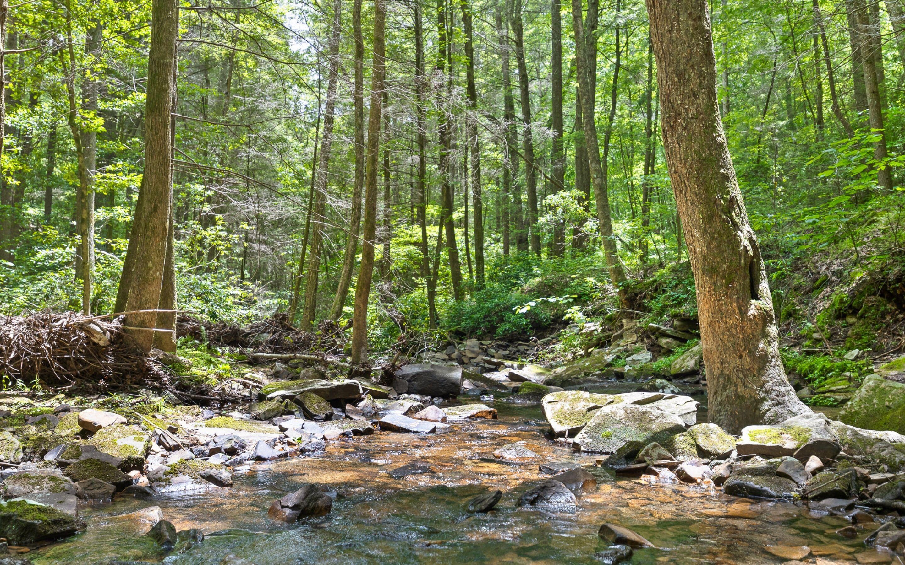 Lot 547 Wilderness Way Dunlap, TN 37327 - Photo 5 of 17 Streams and Creeks