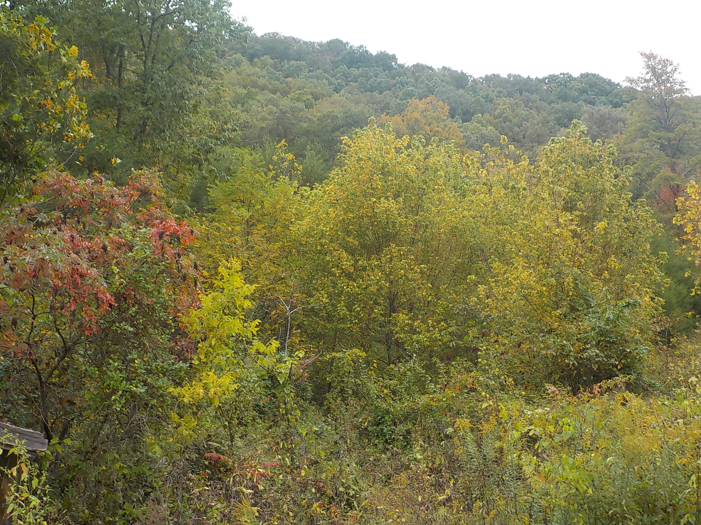 Cracker Neck Road Washburn, TN 37888 - Photo 5 of 30 048