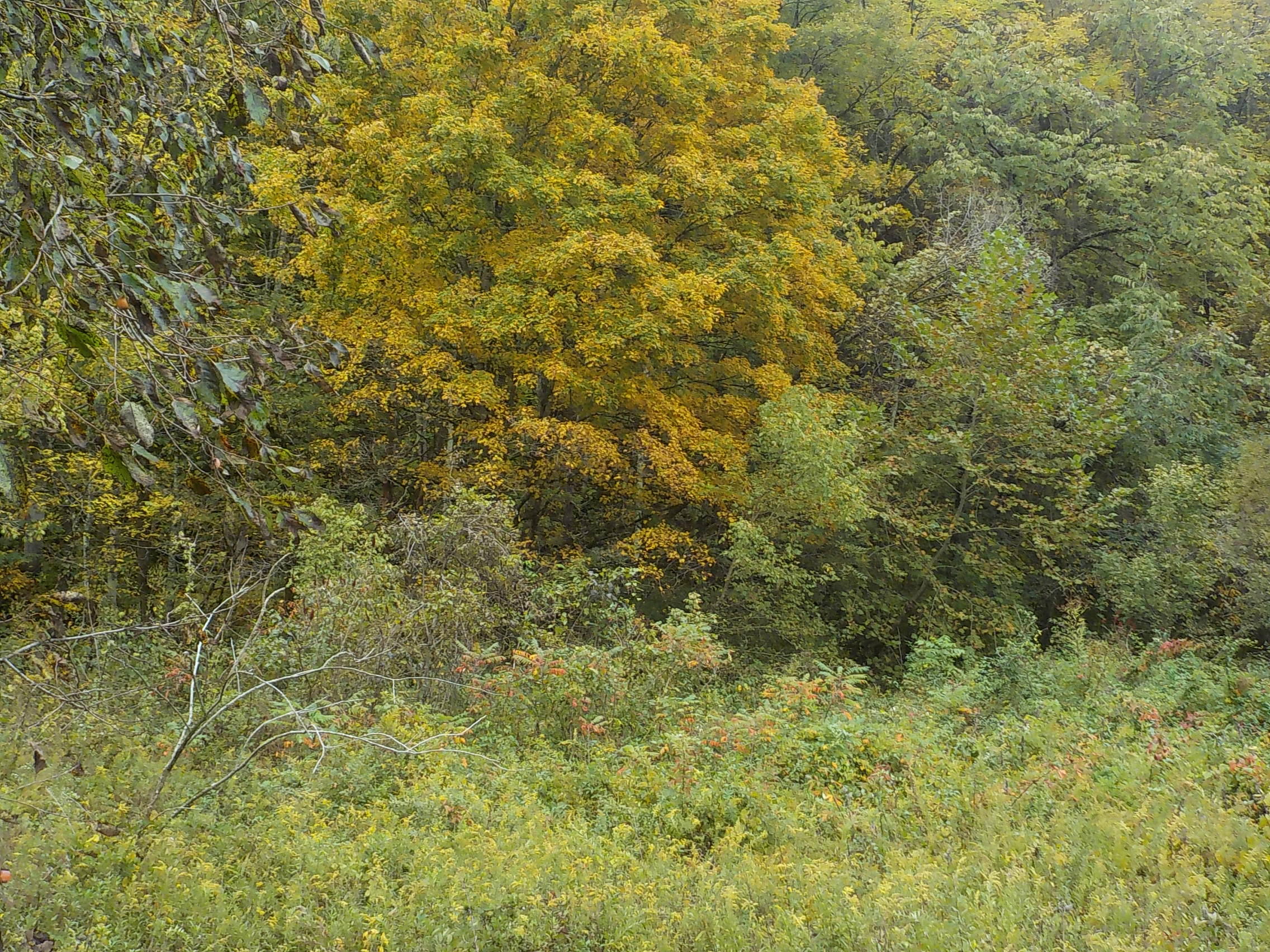 Cracker Neck Road Washburn, TN 37888 - Photo 8 of 30 044