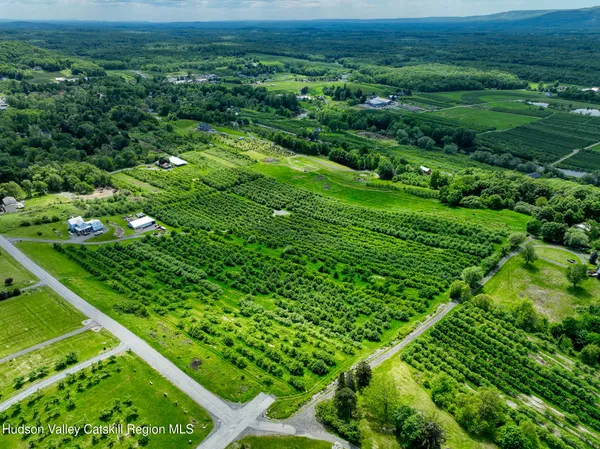a lush green forest with lots of trees in the background