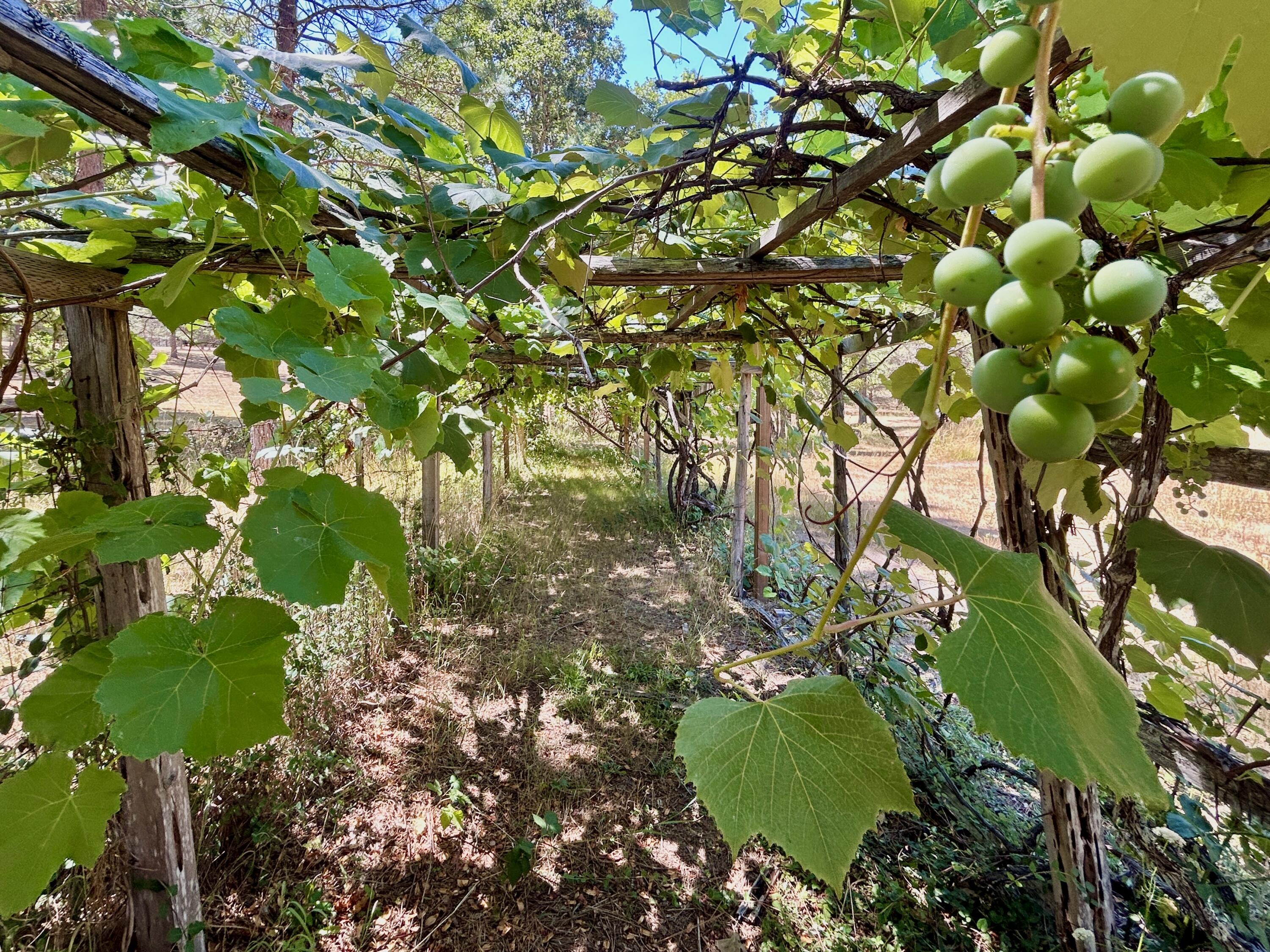 467 Draper Valley Road Selma, OR 97538 - Photo 6 of 21 grapes