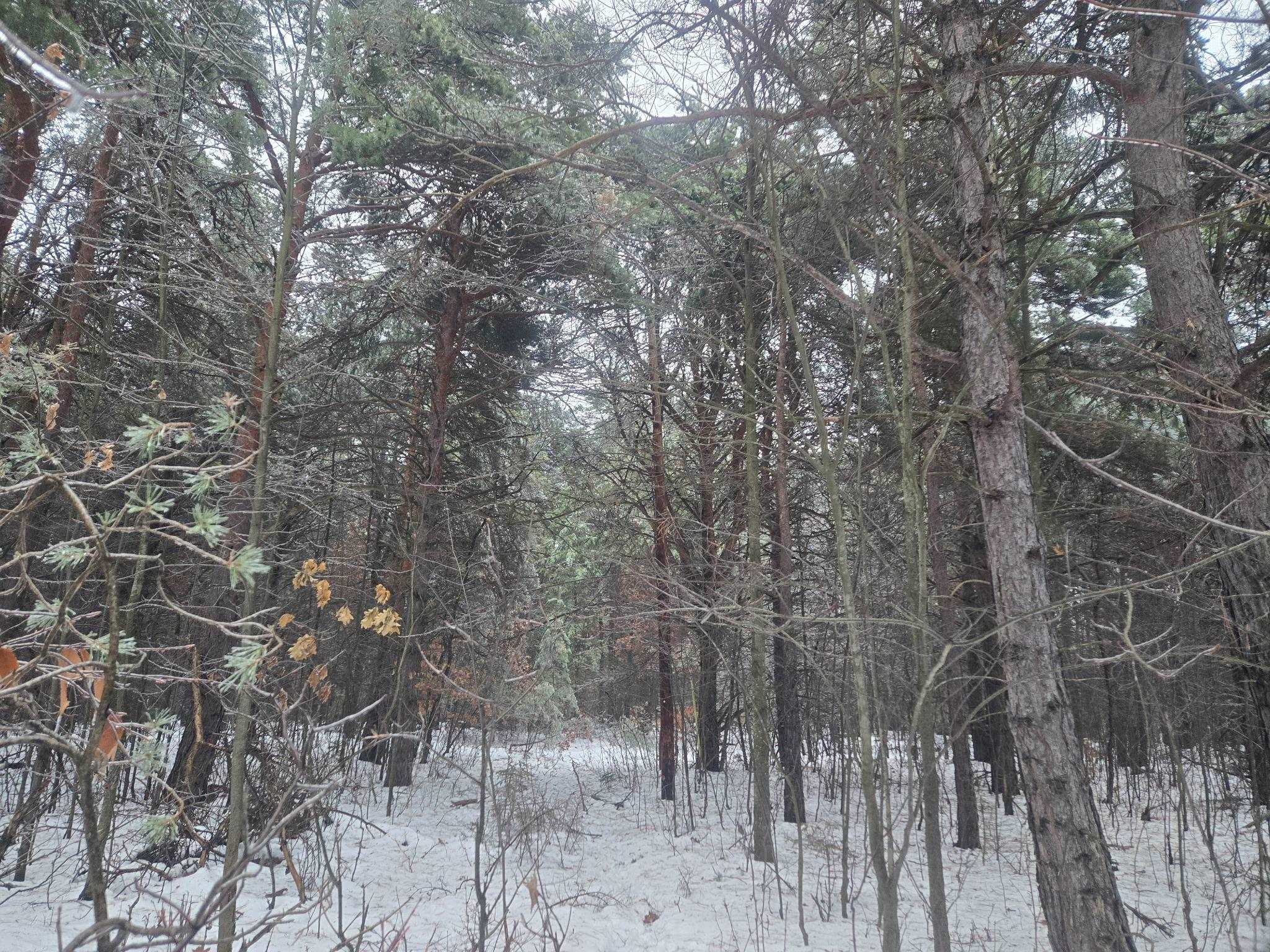 0 South Dickerson Road Lake City, MI 49651 - Photo 2 of 16