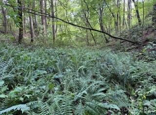 0 Worley Cove Road Canton, NC 28716 - Photo 12 of 12