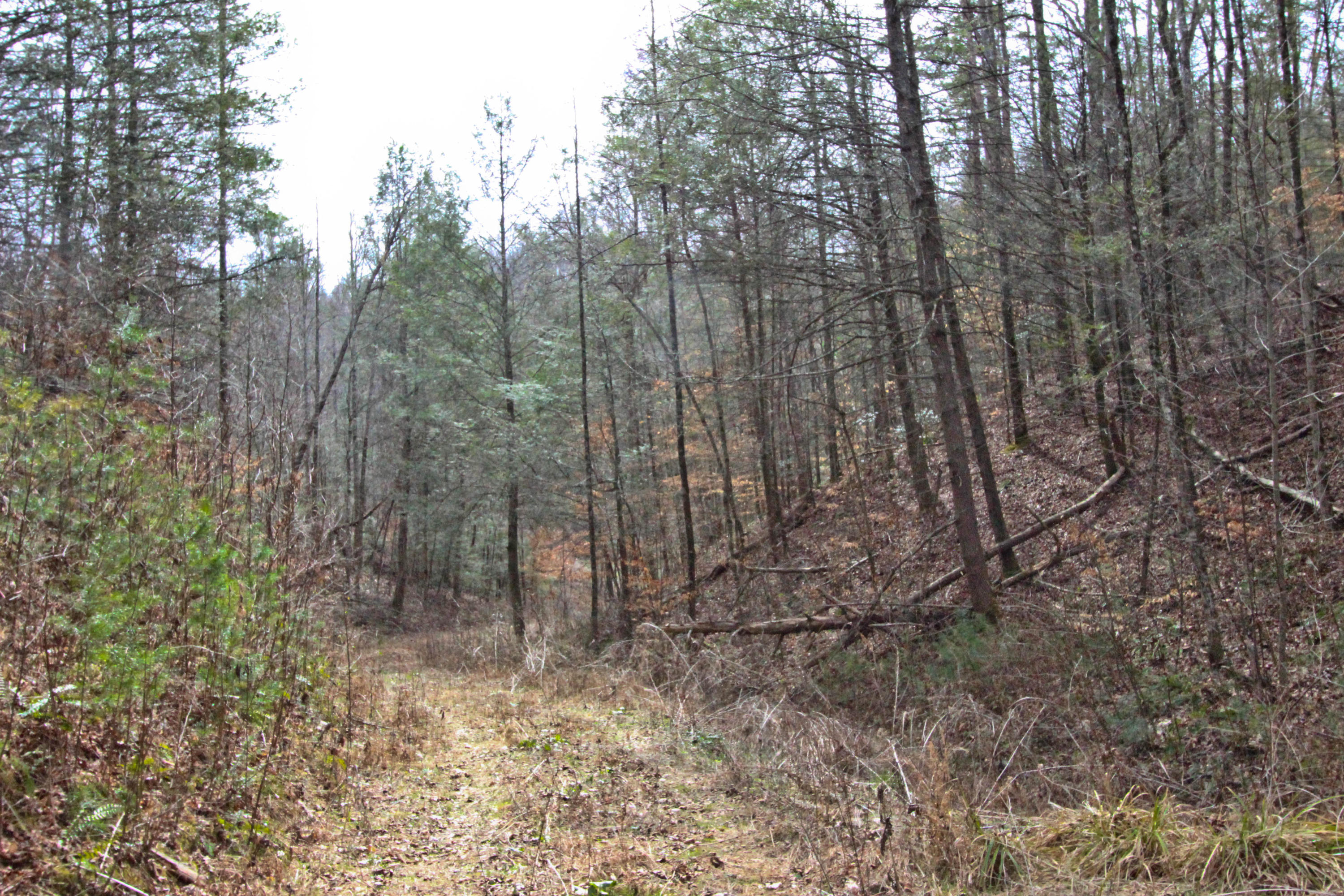 12.83-acre Raven Branch Road Del Rio, TN 37727 - Photo 1 of 23 IMG_6617