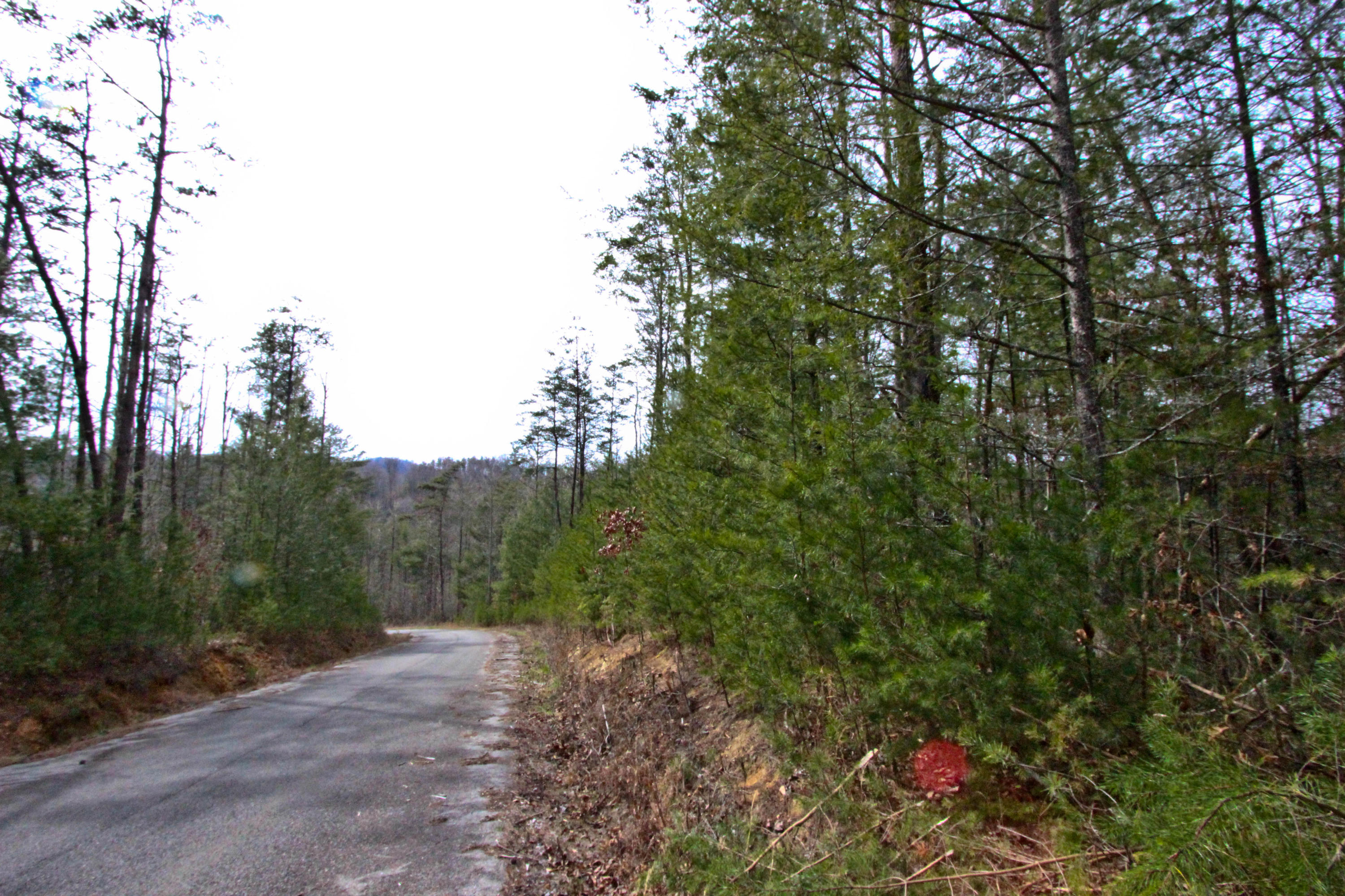 12.83-acre Raven Branch Road Del Rio, TN 37727 - Photo 2 of 23 IMG_6613