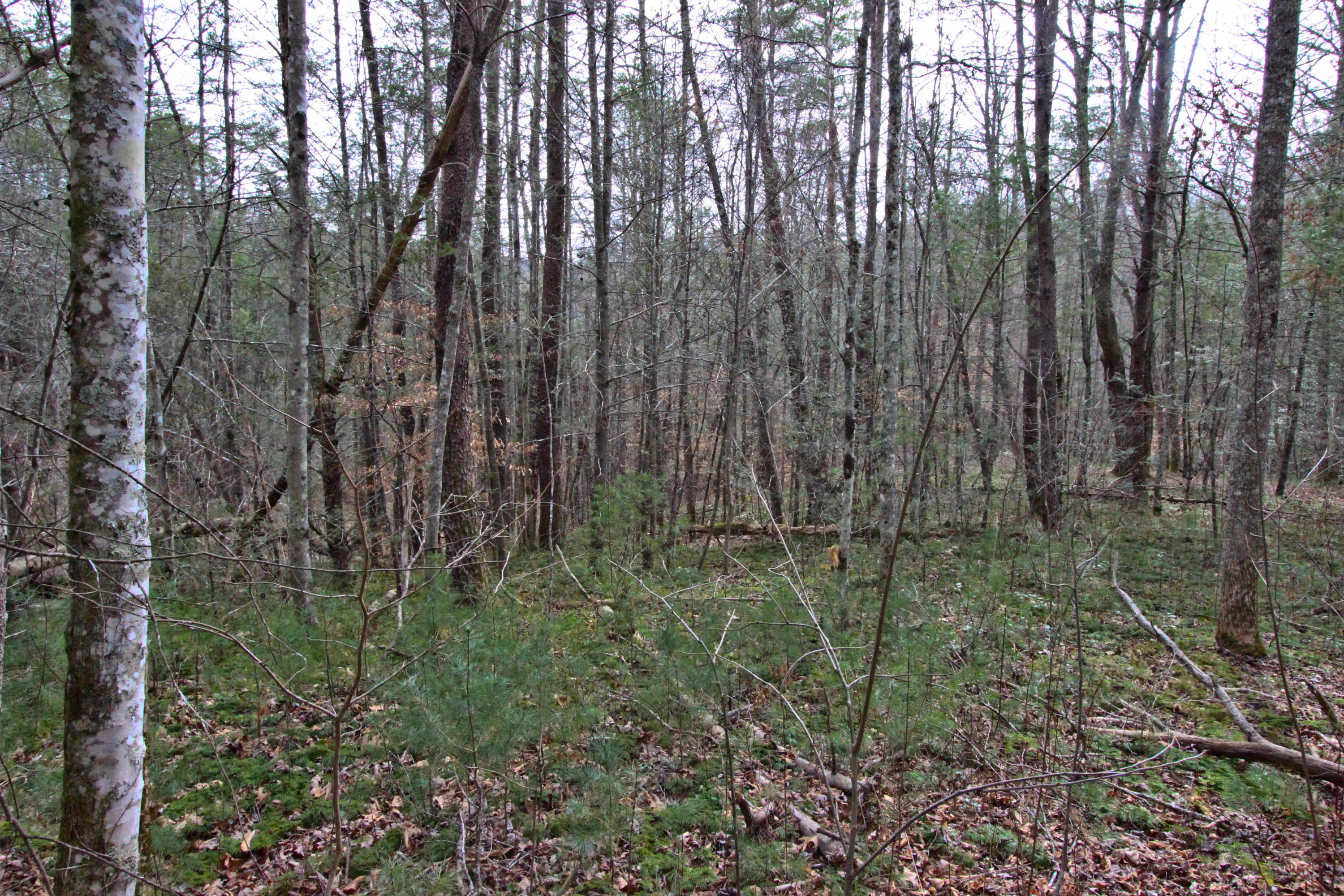 12.83-acre Raven Branch Road Del Rio, TN 37727 - Photo 11 of 23 IMG_6623