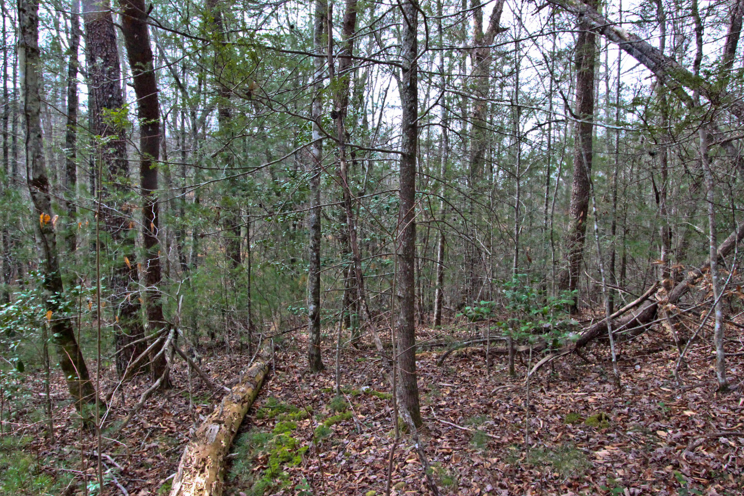 12.83-acre Raven Branch Road Del Rio, TN 37727 - Photo 12 of 23 IMG_6624
