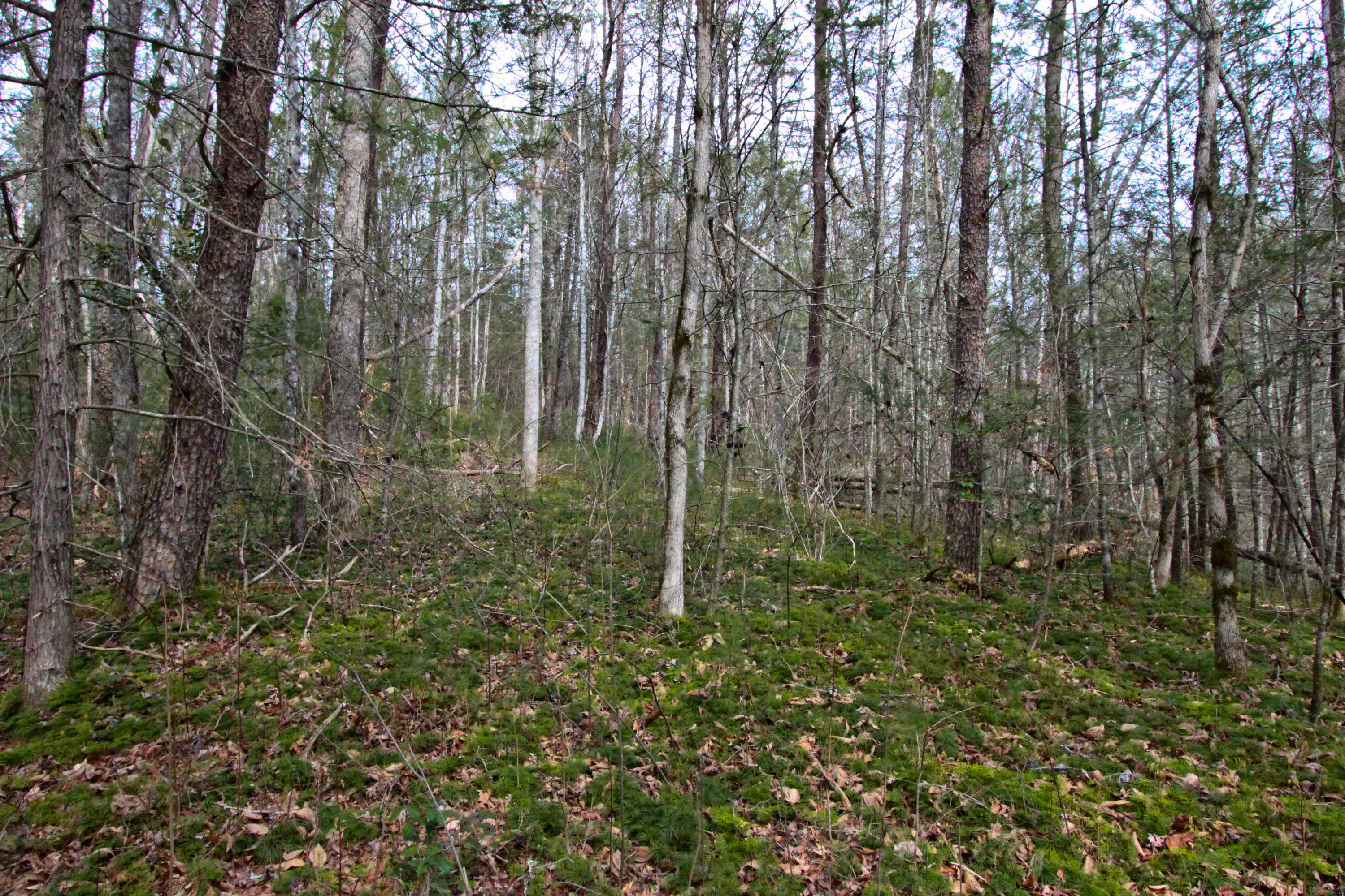 12.83-acre Raven Branch Road Del Rio, TN 37727 - Photo 13 of 23 IMG_6625