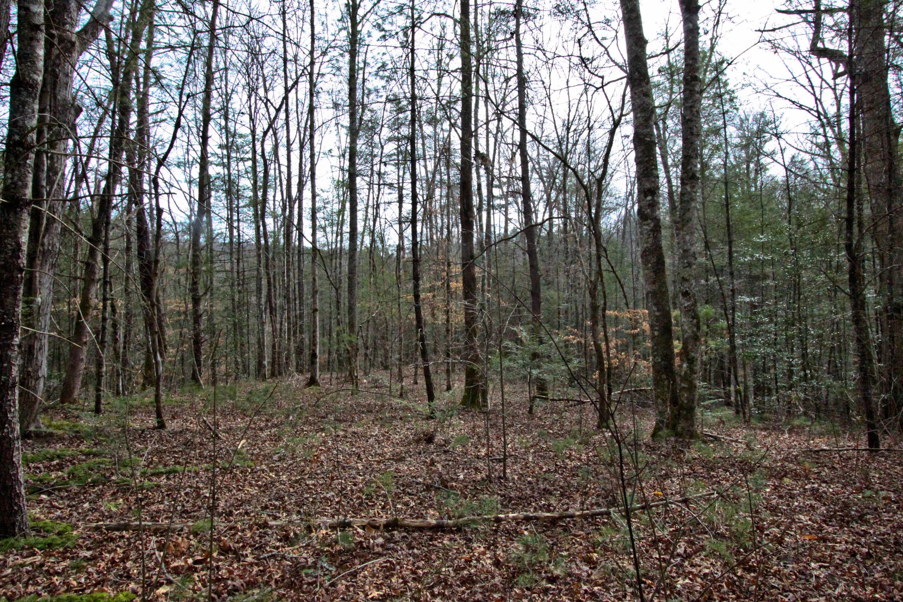 12.83-acre Raven Branch Road Del Rio, TN 37727 - Photo 14 of 23 IMG_6626