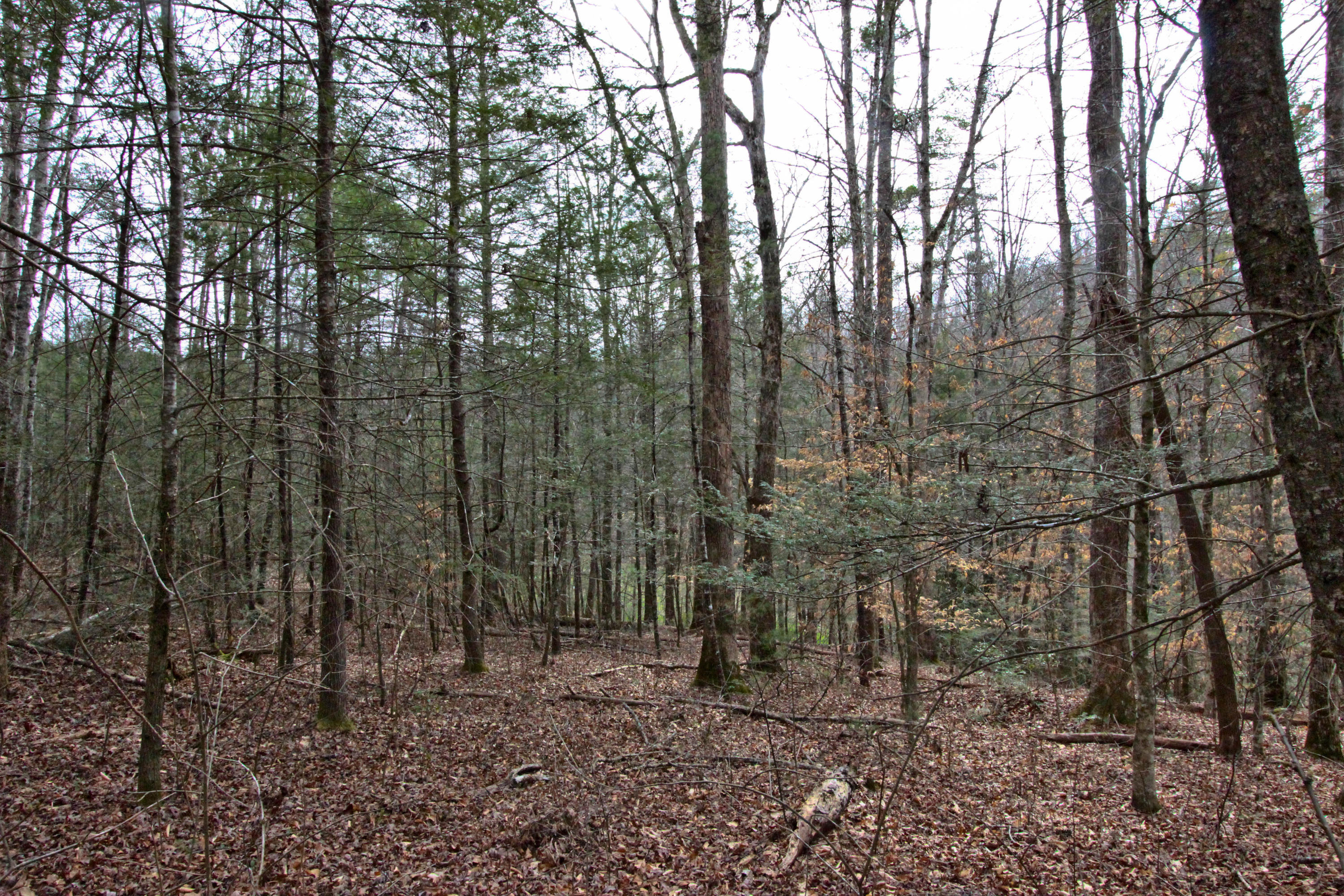 12.83-acre Raven Branch Road Del Rio, TN 37727 - Photo 15 of 23 IMG_6627