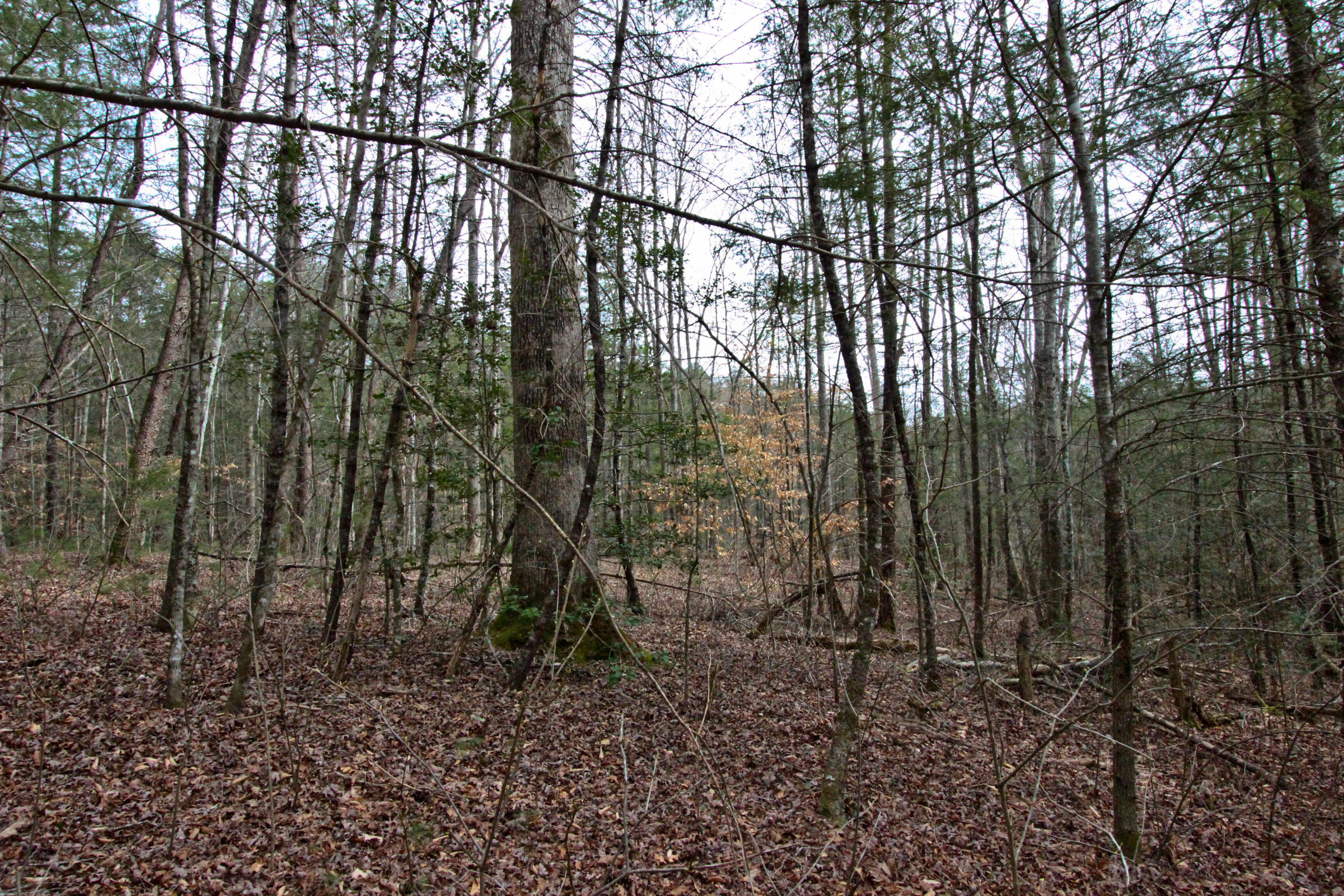 12.83-acre Raven Branch Road Del Rio, TN 37727 - Photo 16 of 23 IMG_6628