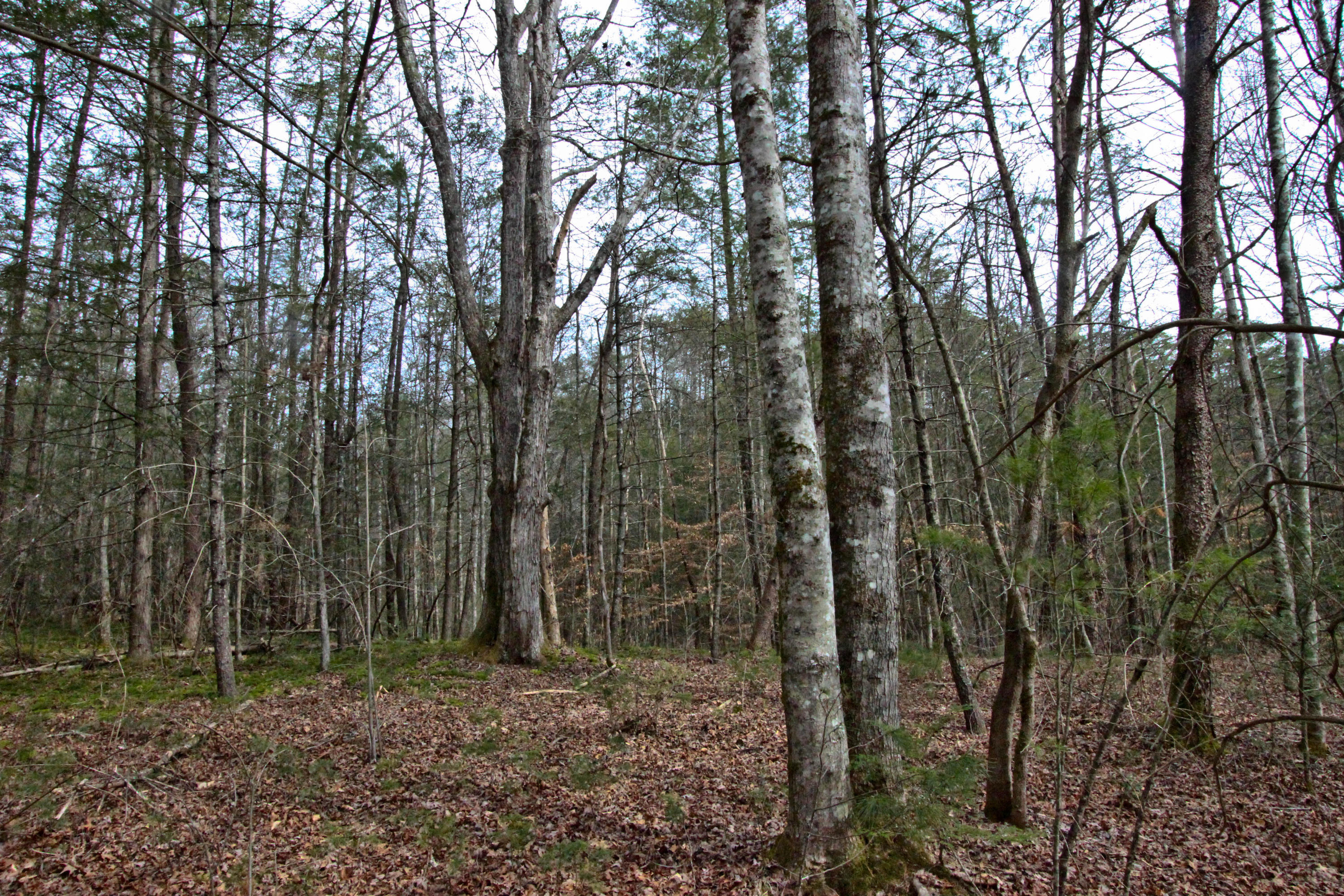 12.83-acre Raven Branch Road Del Rio, TN 37727 - Photo 17 of 23 IMG_6629
