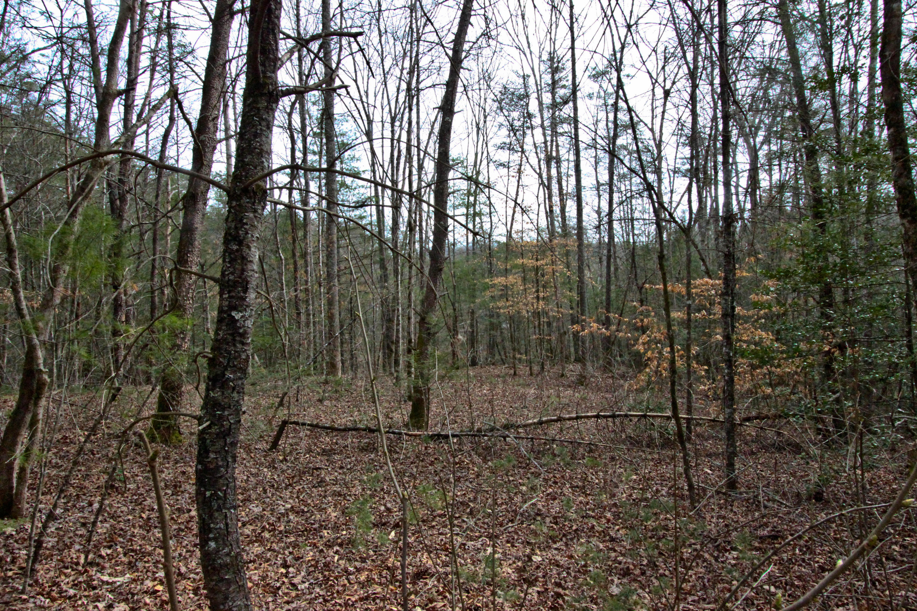 12.83-acre Raven Branch Road Del Rio, TN 37727 - Photo 18 of 23 IMG_6630