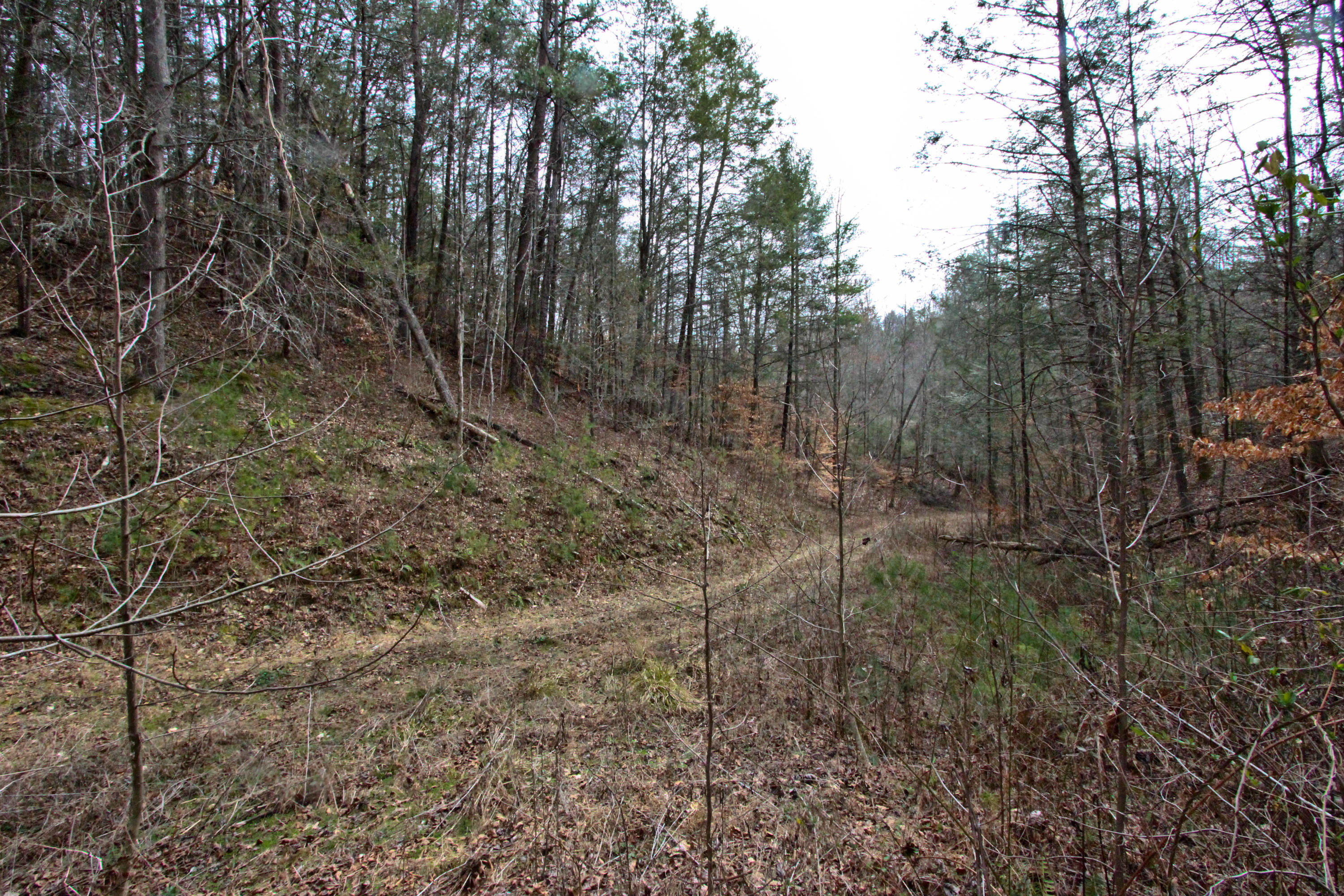 12.83-acre Raven Branch Road Del Rio, TN 37727 - Photo 19 of 23 IMG_6631