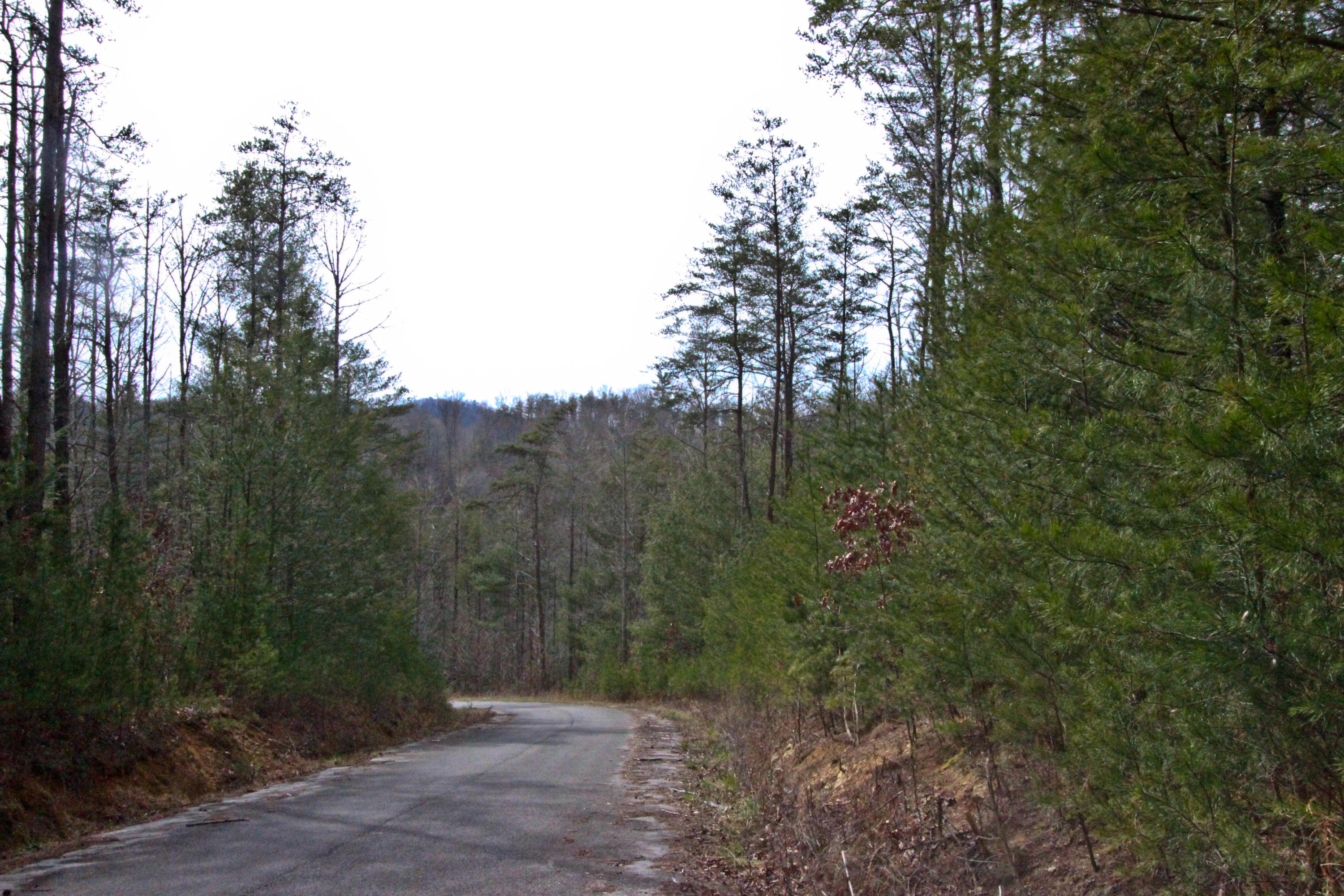 12.83-acre Raven Branch Road Del Rio, TN 37727 - Photo 3 of 23 IMG_6614