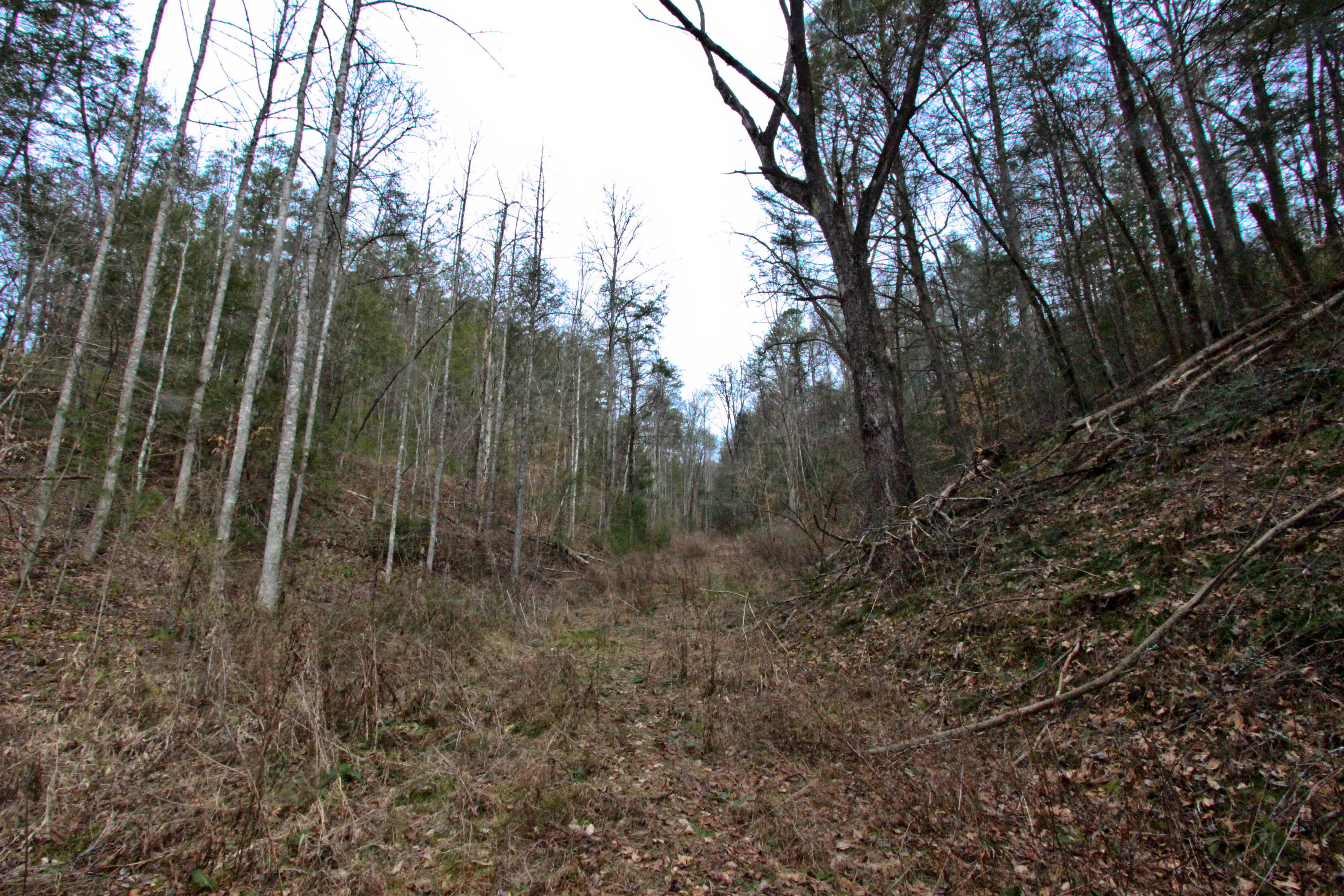 12.83-acre Raven Branch Road Del Rio, TN 37727 - Photo 21 of 23 IMG_6633