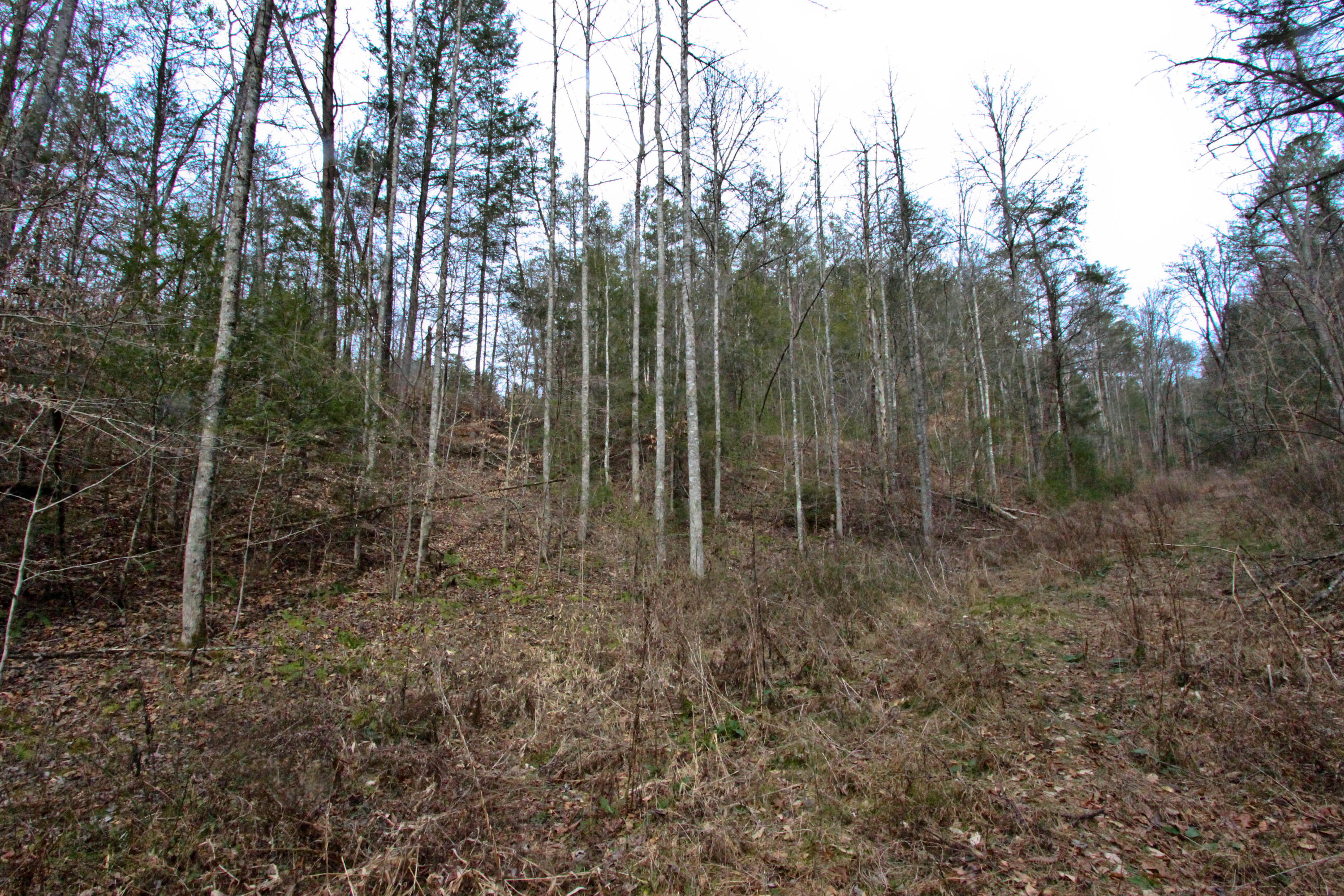 12.83-acre Raven Branch Road Del Rio, TN 37727 - Photo 22 of 23 IMG_6634