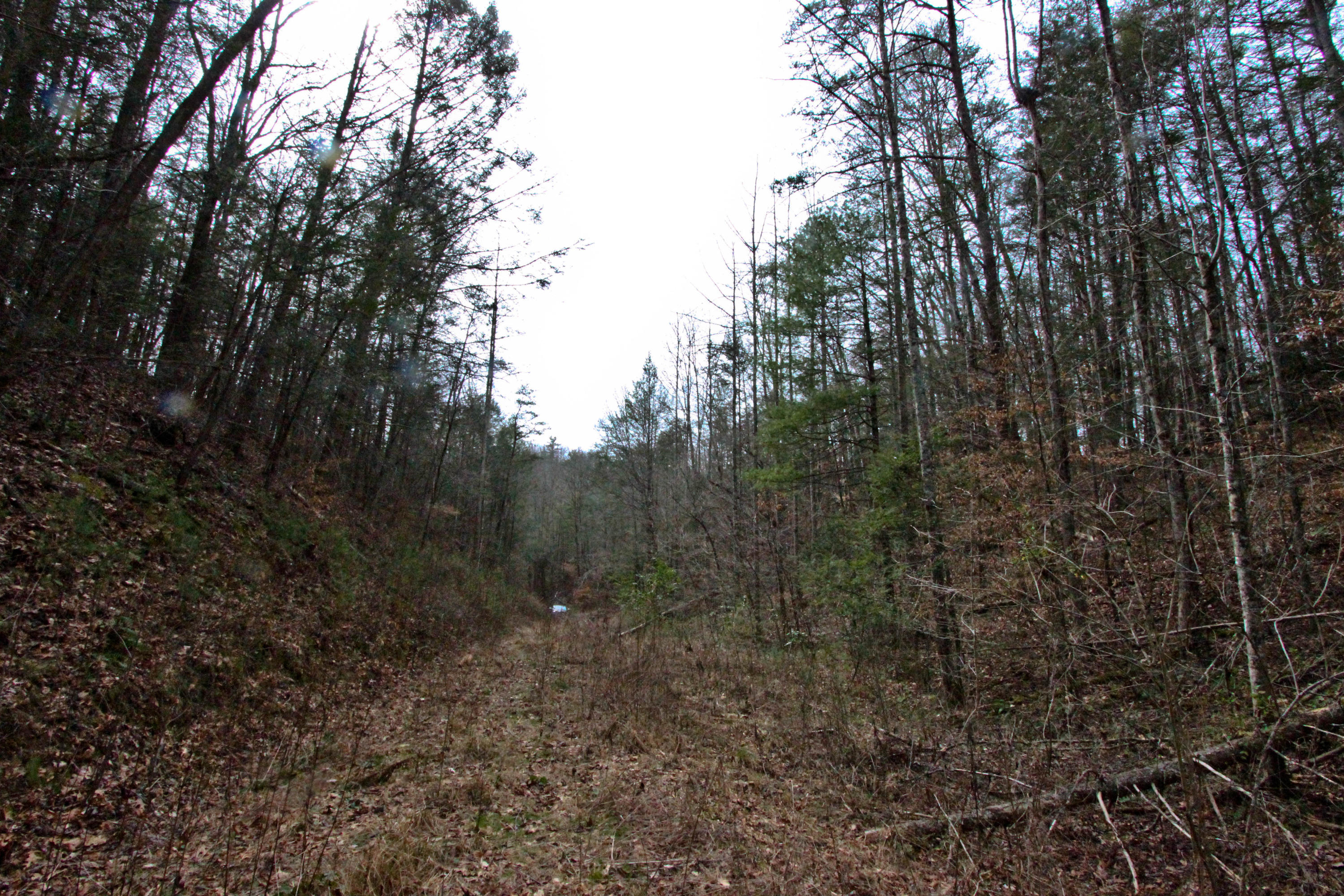12.83-acre Raven Branch Road Del Rio, TN 37727 - Photo 23 of 23 IMG_6635