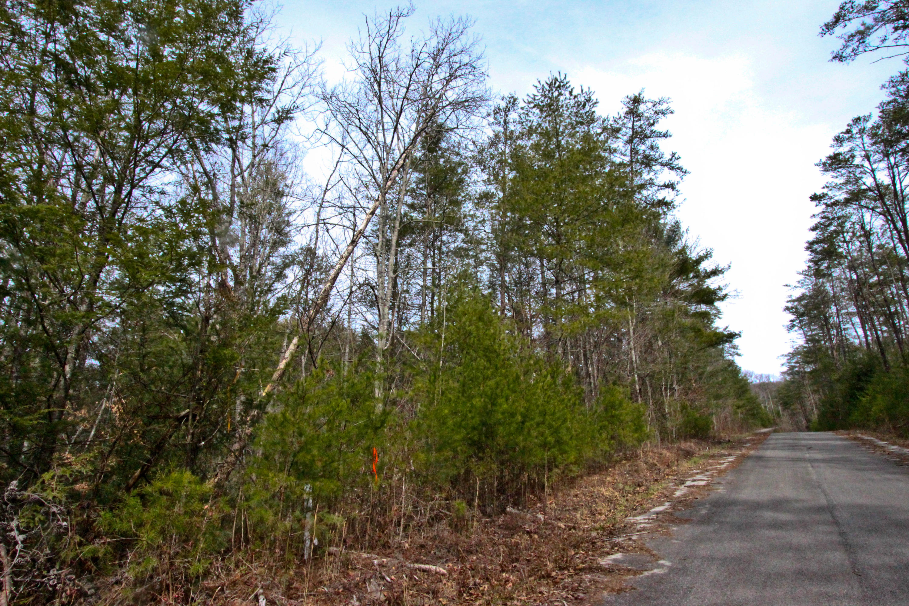 12.83-acre Raven Branch Road Del Rio, TN 37727 - Photo 4 of 23 IMG_6615