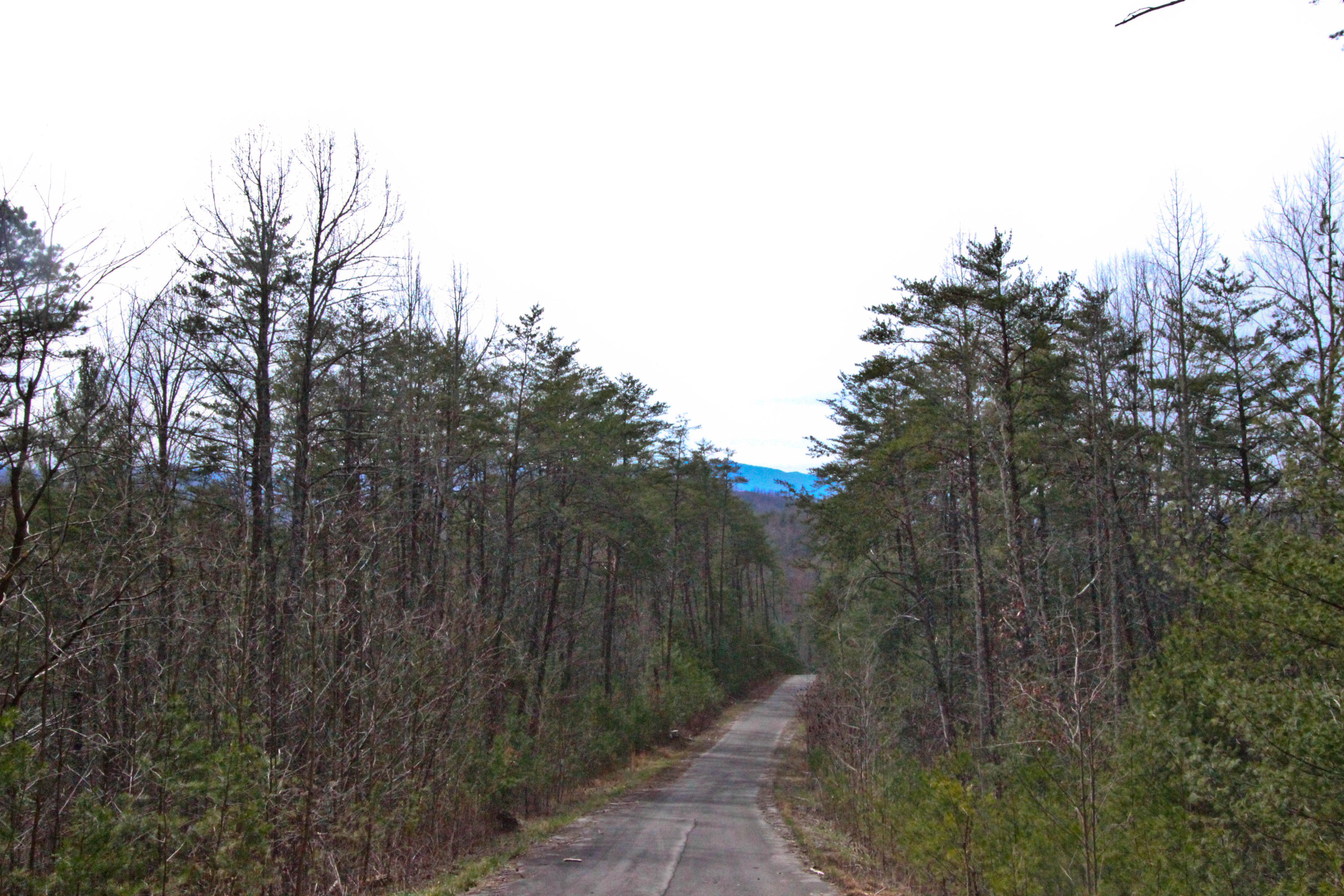 12.83-acre Raven Branch Road Del Rio, TN 37727 - Photo 5 of 23 IMG_6616