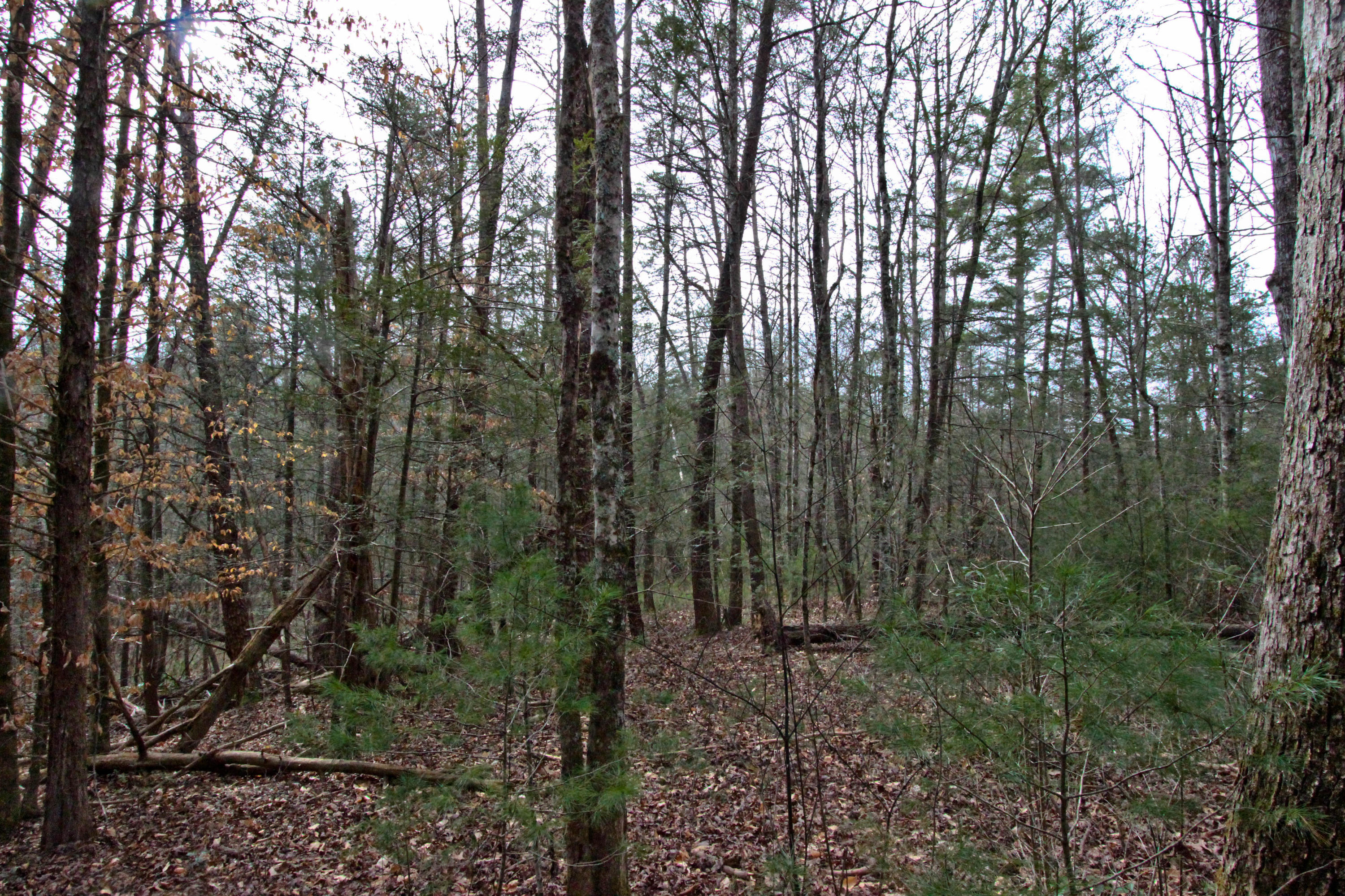 12.83-acre Raven Branch Road Del Rio, TN 37727 - Photo 6 of 23 IMG_6618