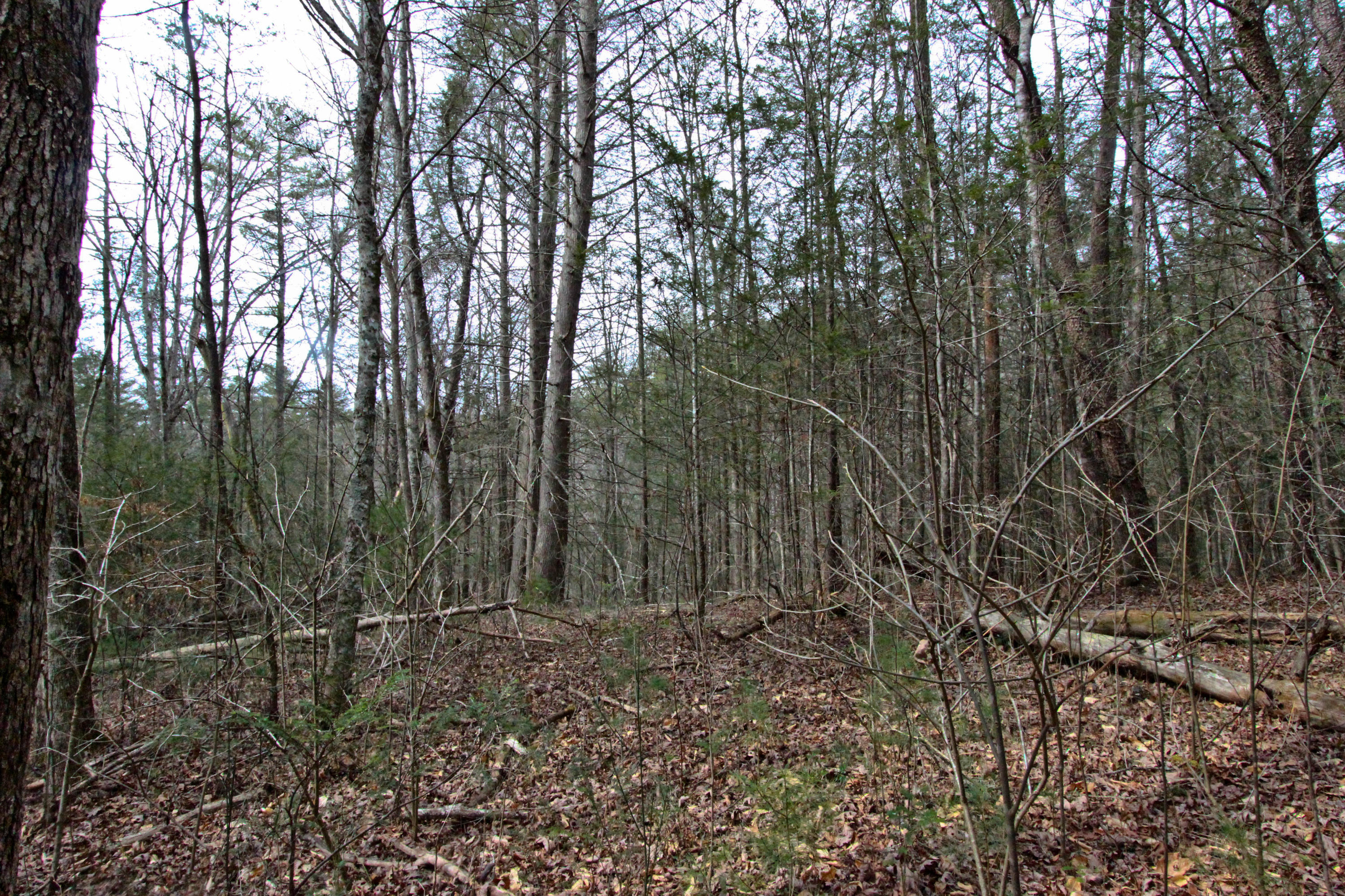 12.83-acre Raven Branch Road Del Rio, TN 37727 - Photo 7 of 23 IMG_6619