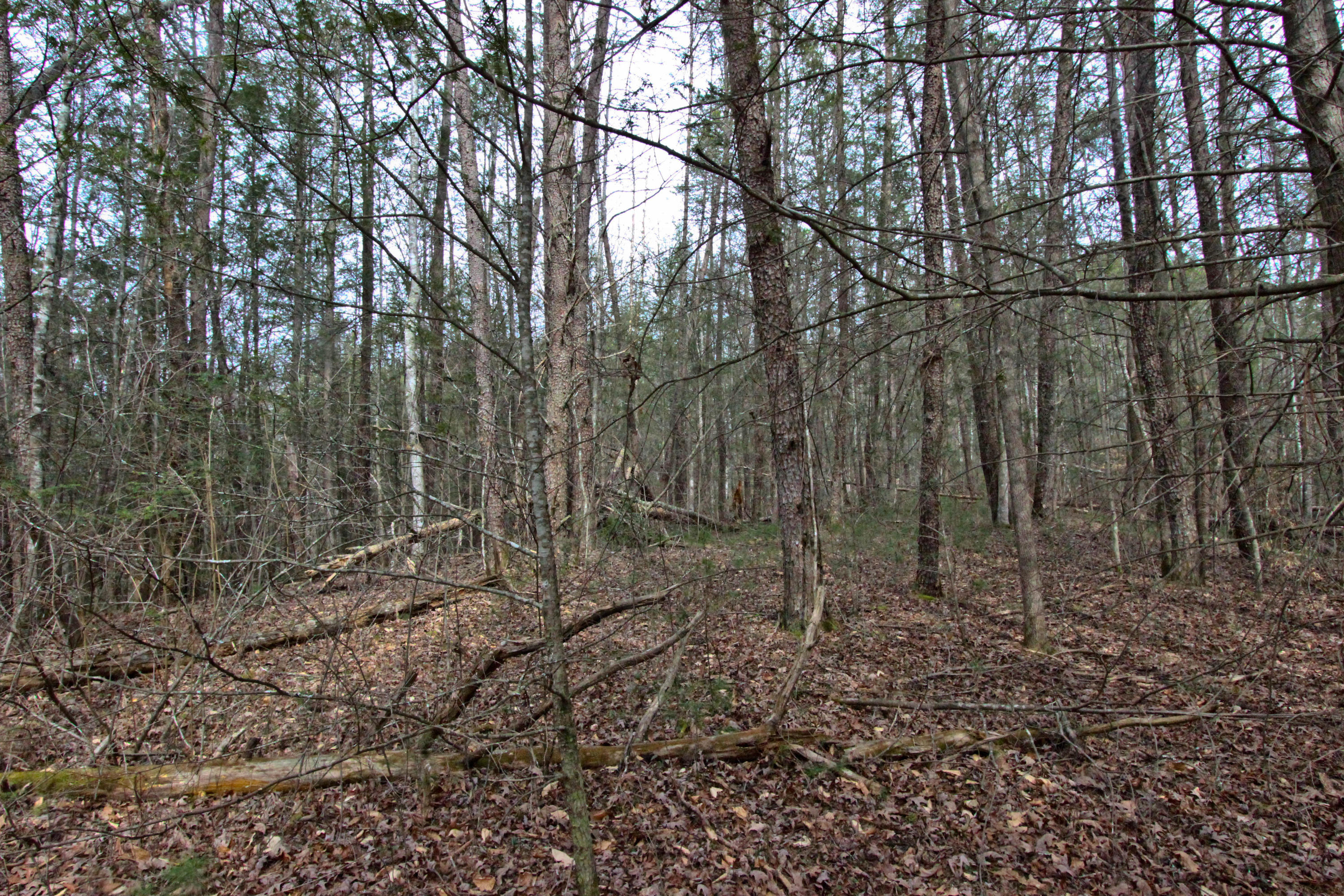 12.83-acre Raven Branch Road Del Rio, TN 37727 - Photo 8 of 23 IMG_6620