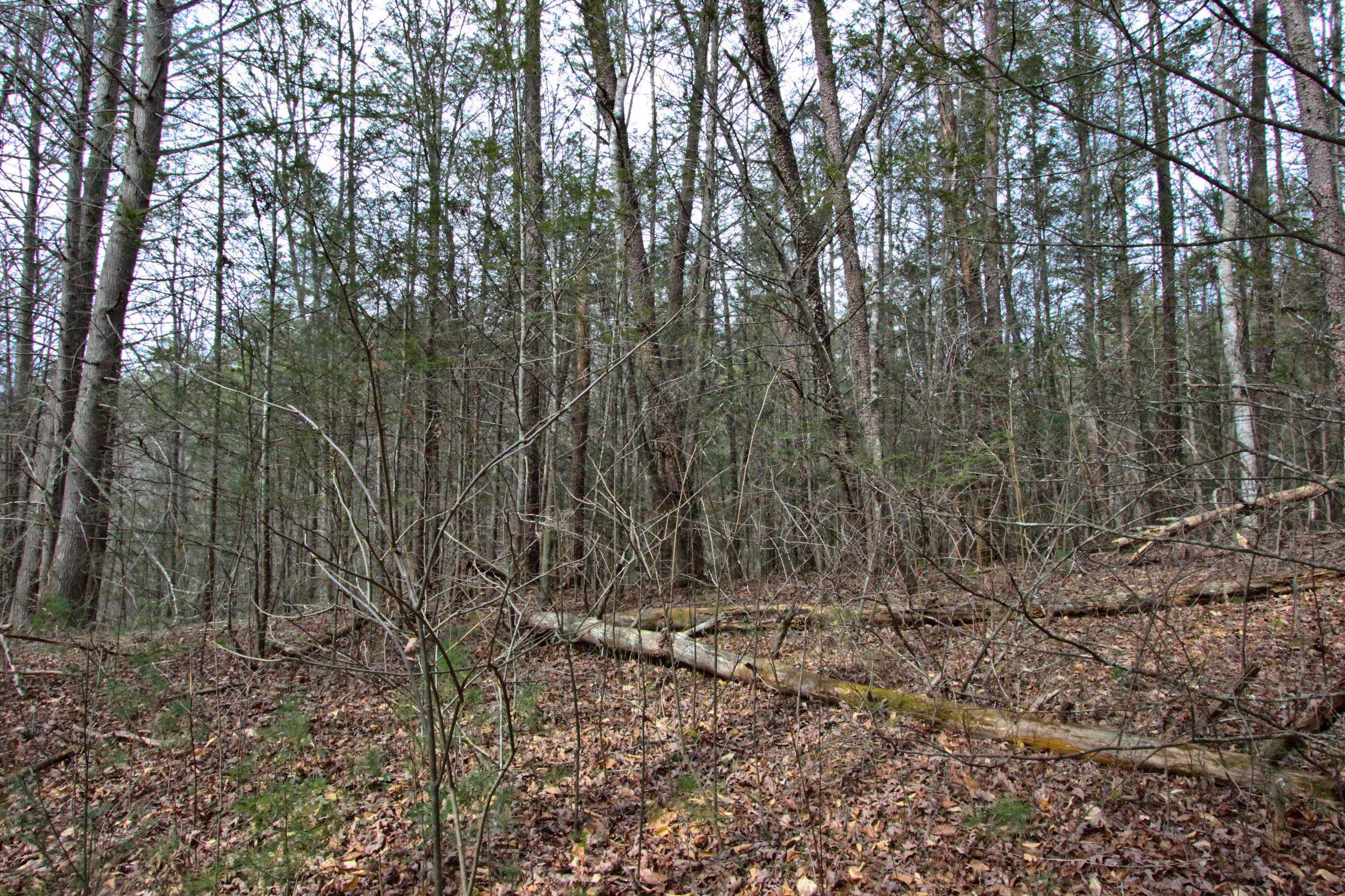 12.83-acre Raven Branch Road Del Rio, TN 37727 - Photo 9 of 23 IMG_6621