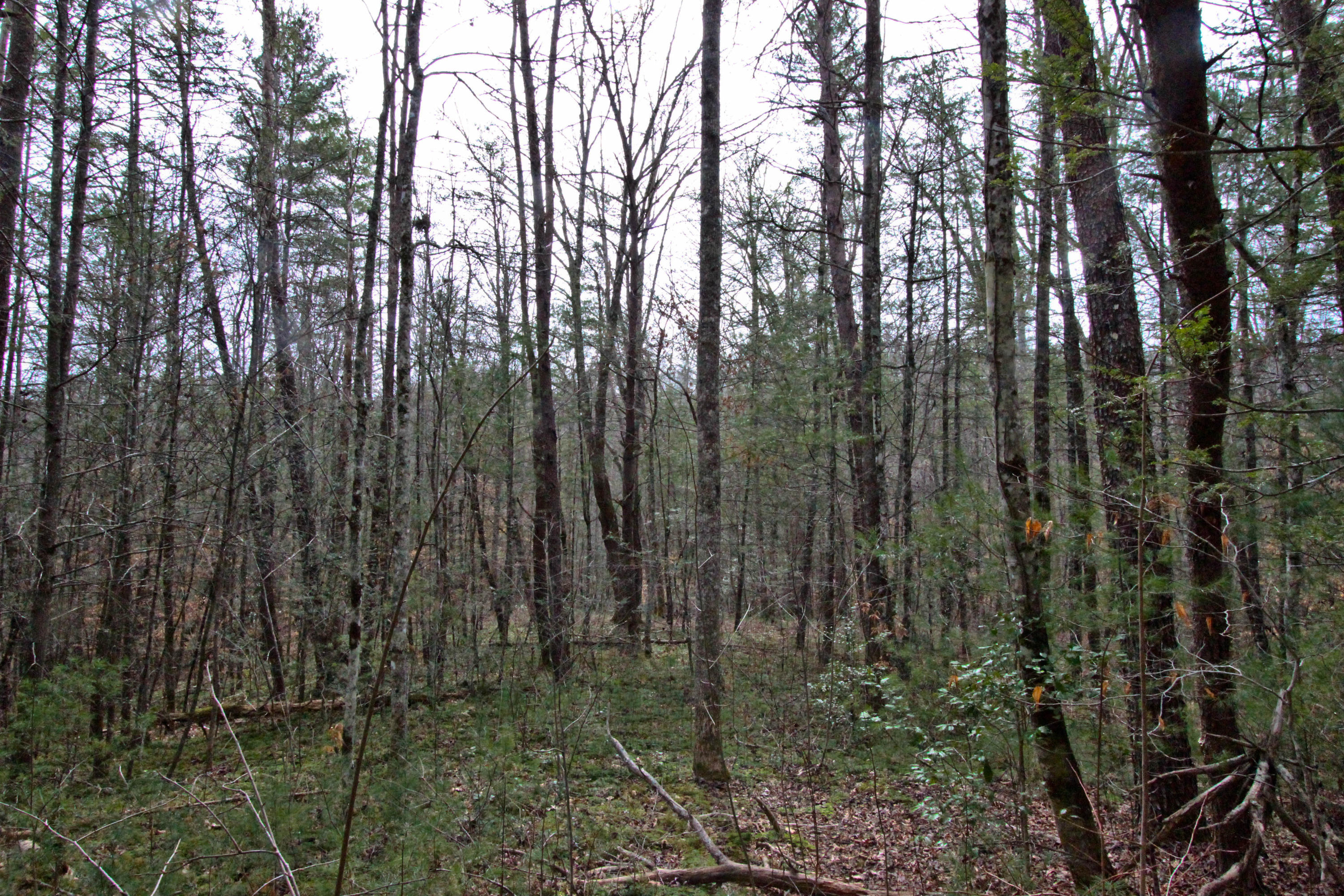 12.83-acre Raven Branch Road Del Rio, TN 37727 - Photo 10 of 23 IMG_6622