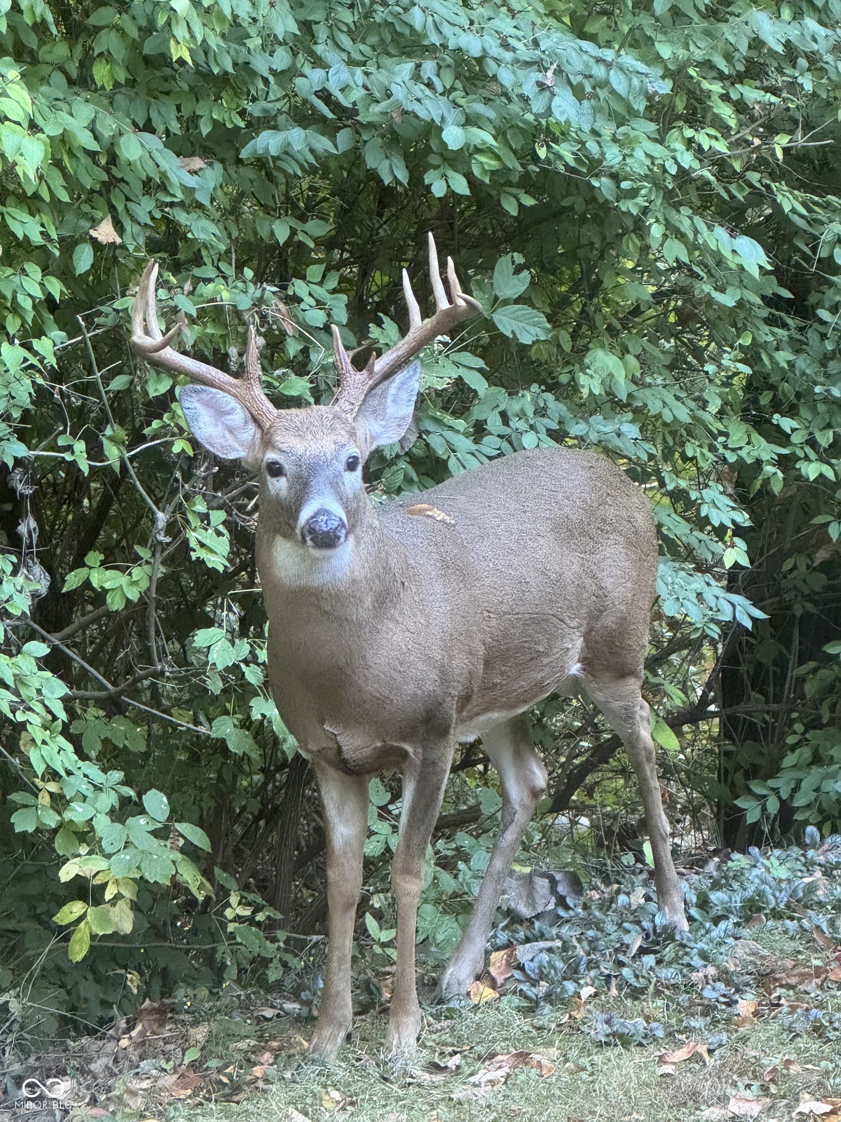 9053 Sargent Road Indianapolis, IN 46256 - Photo 7 of 9