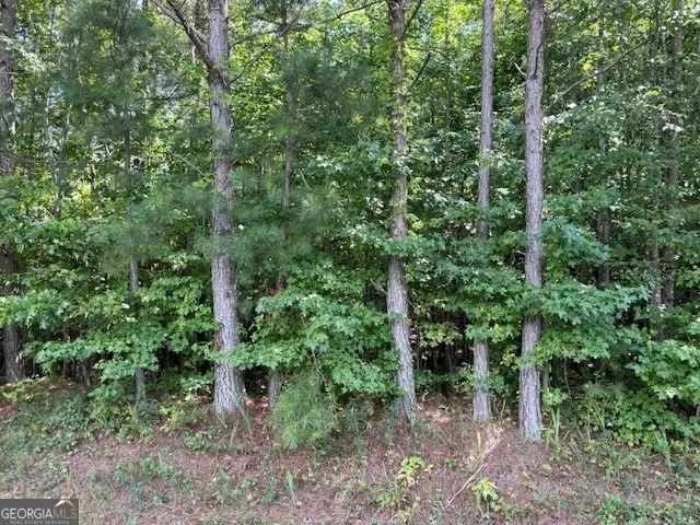 a view of a lush green forest