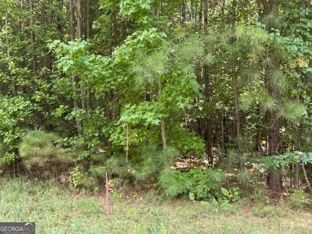 a view of a lush green forest