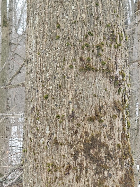 Thornton Road Sinclairville, NY 14782 - Photo 7 of 20