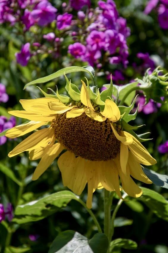 41 Bacon Road Unity, ME 04988 - Photo 27 of 71 Gardens Galore