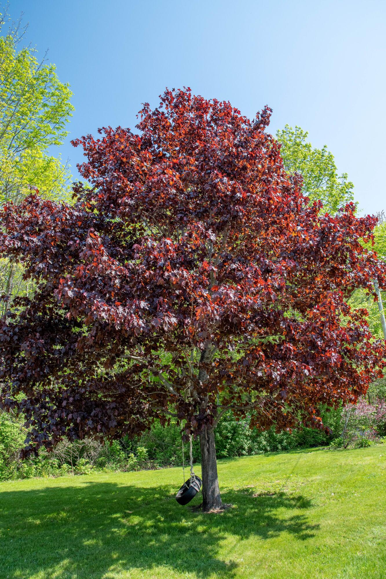 41 Bacon Road Unity, ME 04988 - Photo 32 of 71 Full Grown Trees