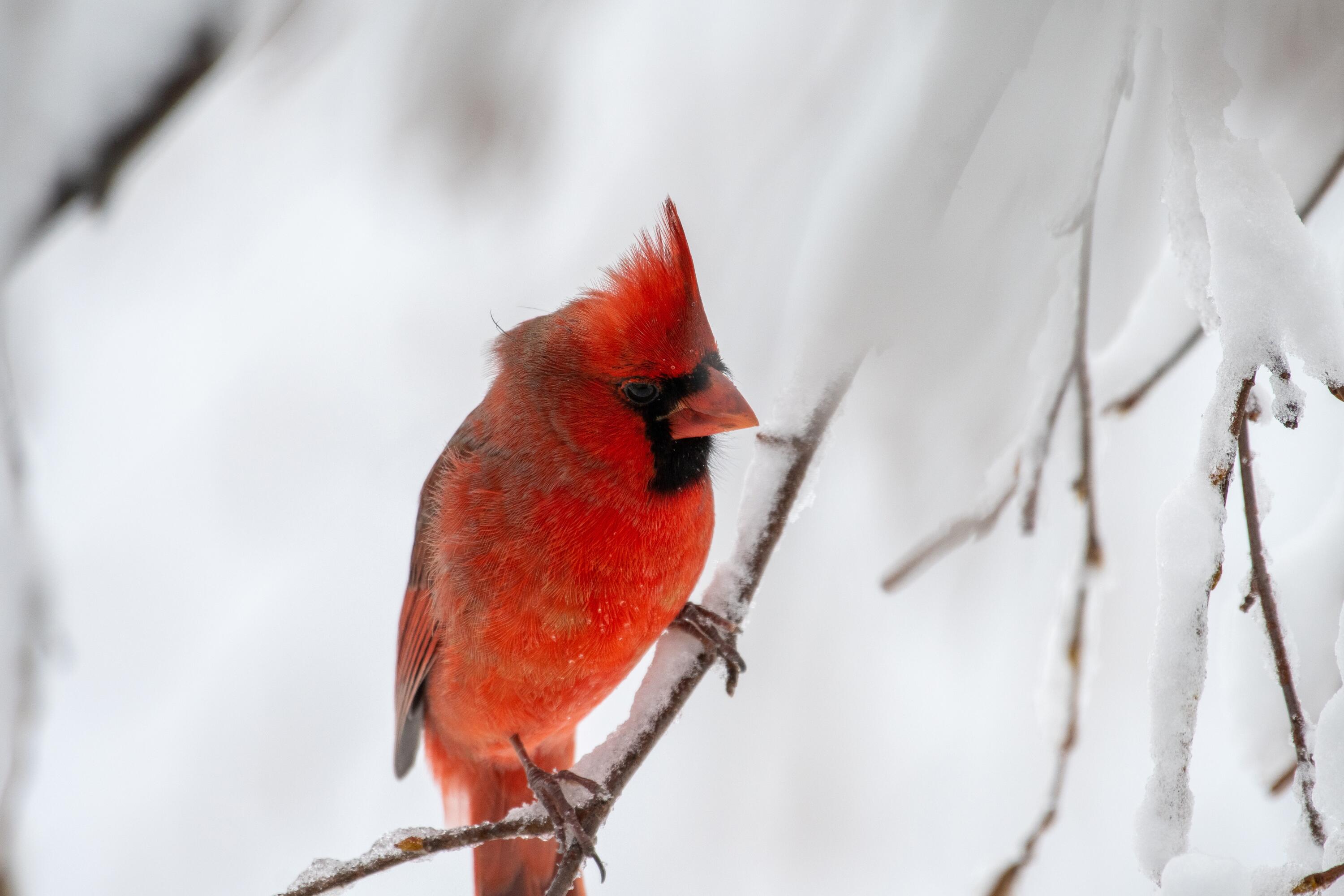 41 Bacon Road Unity, ME 04988 - Photo 46 of 71 Frequent Visitors