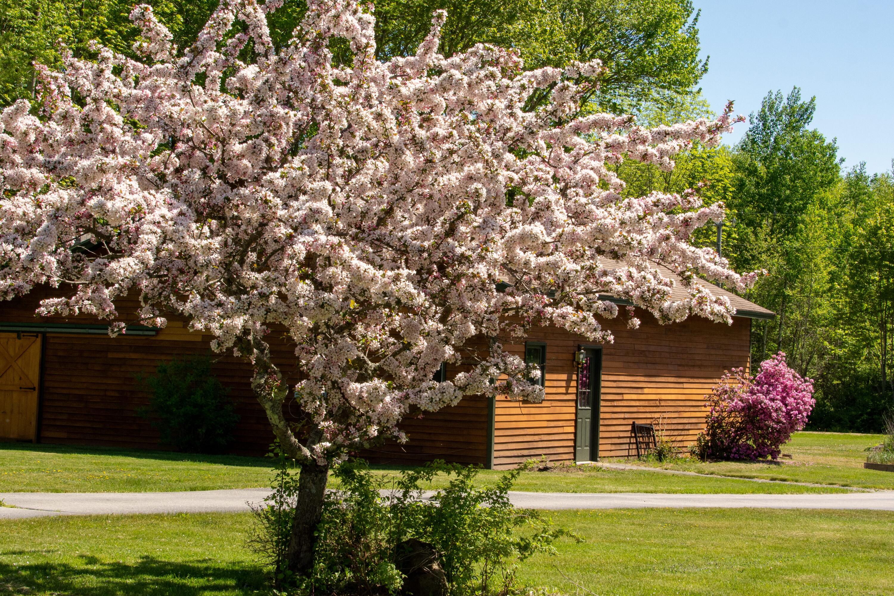 41 Bacon Road Unity, ME 04988 - Photo 65 of 71 Mature Trees