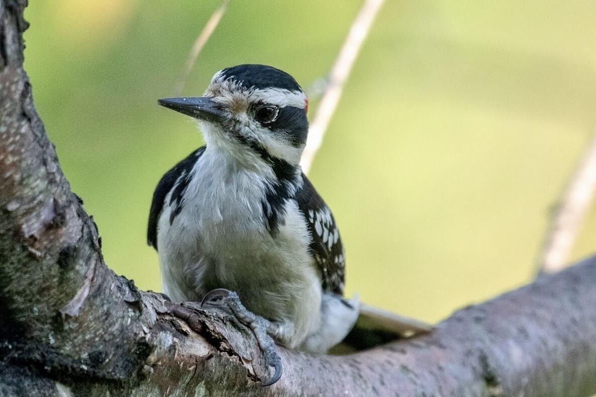 41 Bacon Road Unity, ME 04988 - Photo 71 of 71 Natural Beauty Throughout