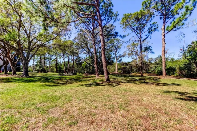 a view of a park with large trees