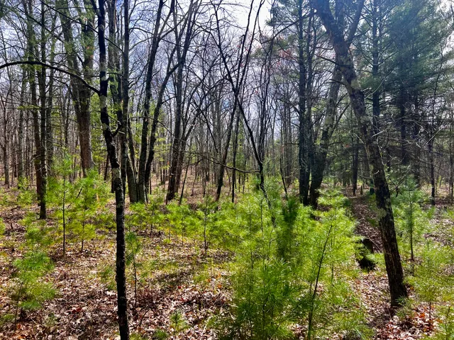 $209,000 | 13460 Baldwin Drive, Bitely, MI 49309