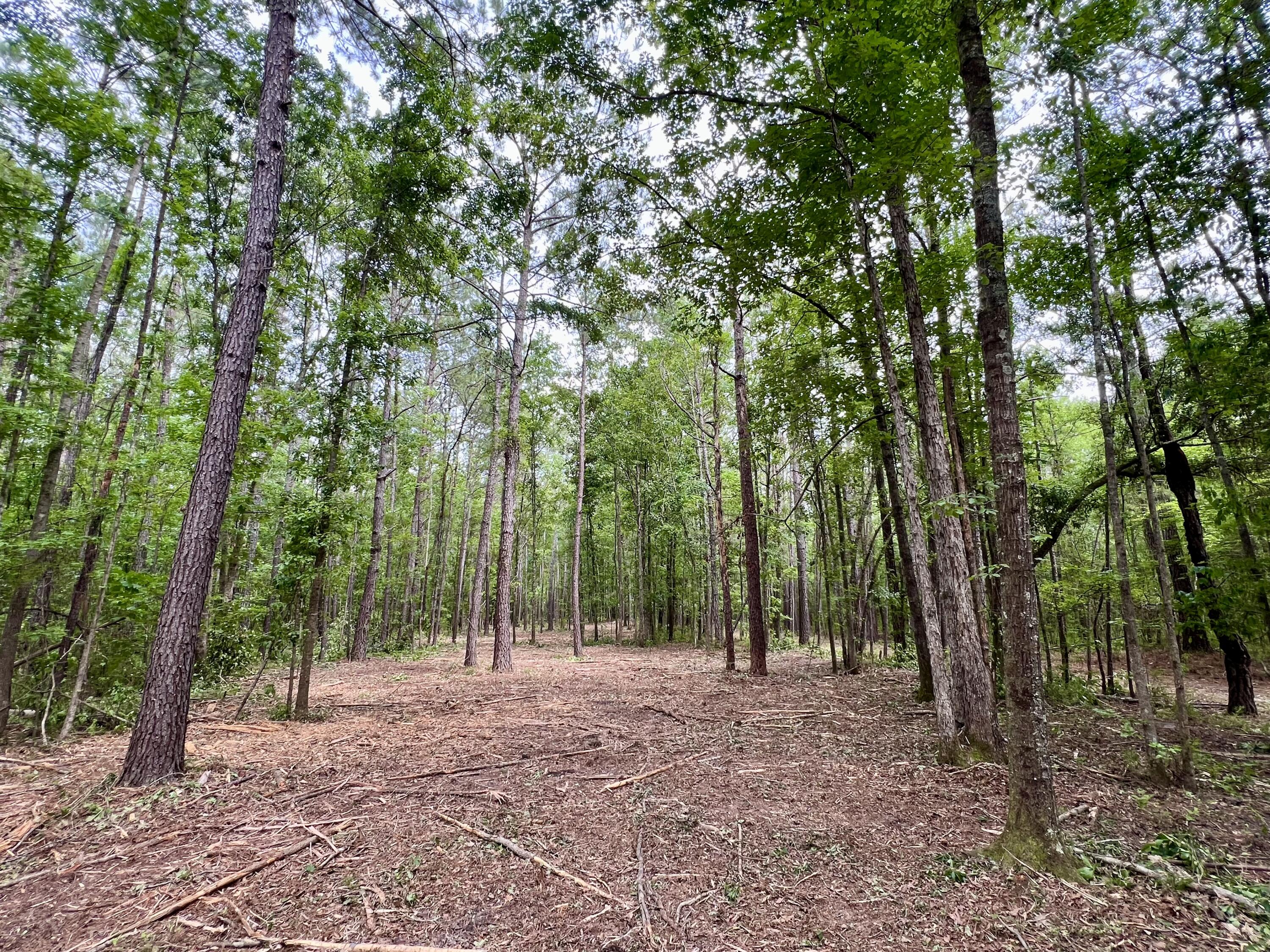 2 Becky Lane Yemassee, SC 29945 - Photo 6 of 9 IMG_5447