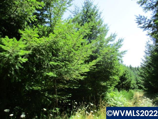 0 Timber (east) Road Forest Grove, OR 97116 - Photo 9 of 9