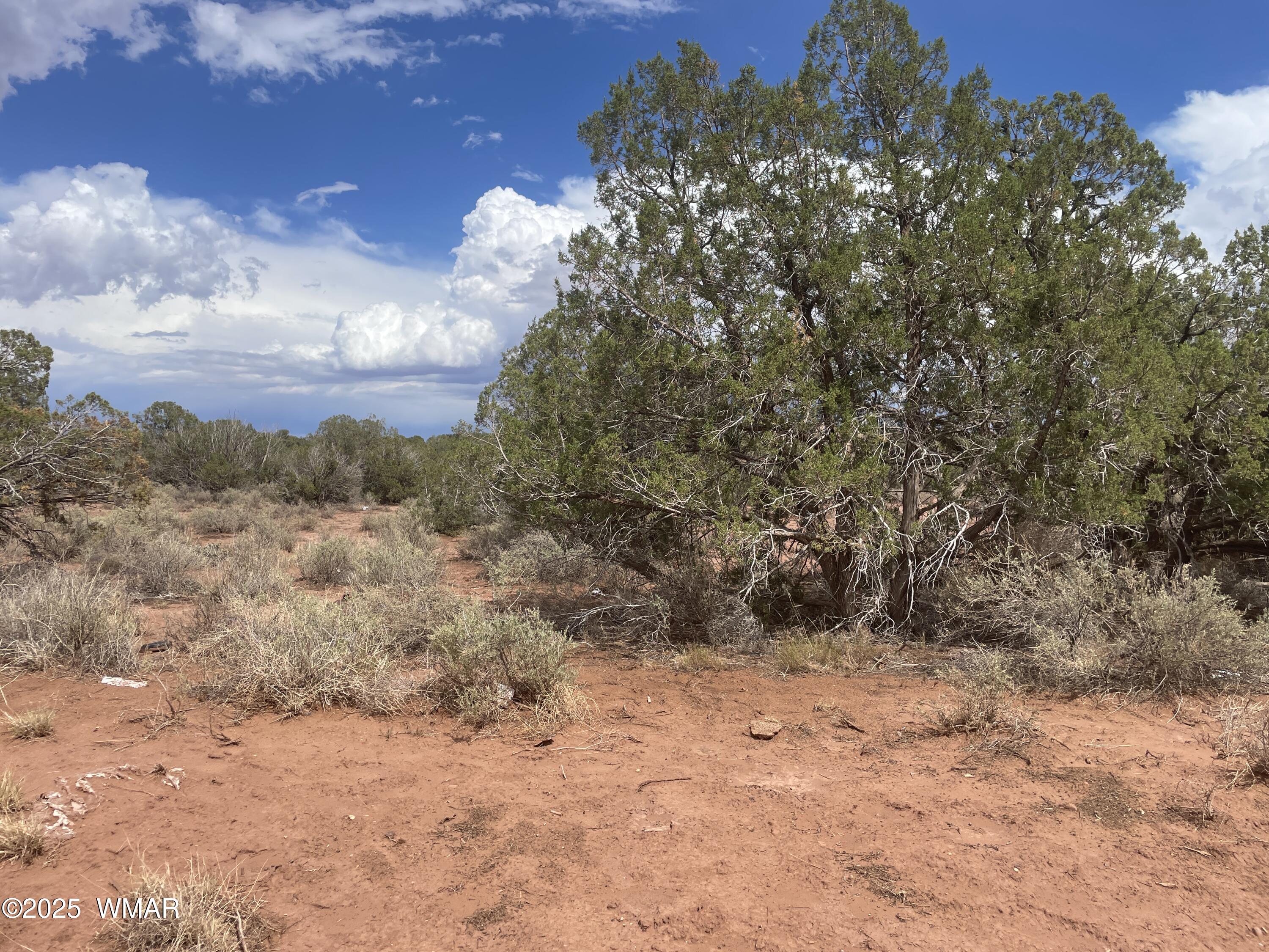 4253 Indian Bend Road Snowflake, AZ 85937 - Photo 20 of 25 a view of a yard with a tree