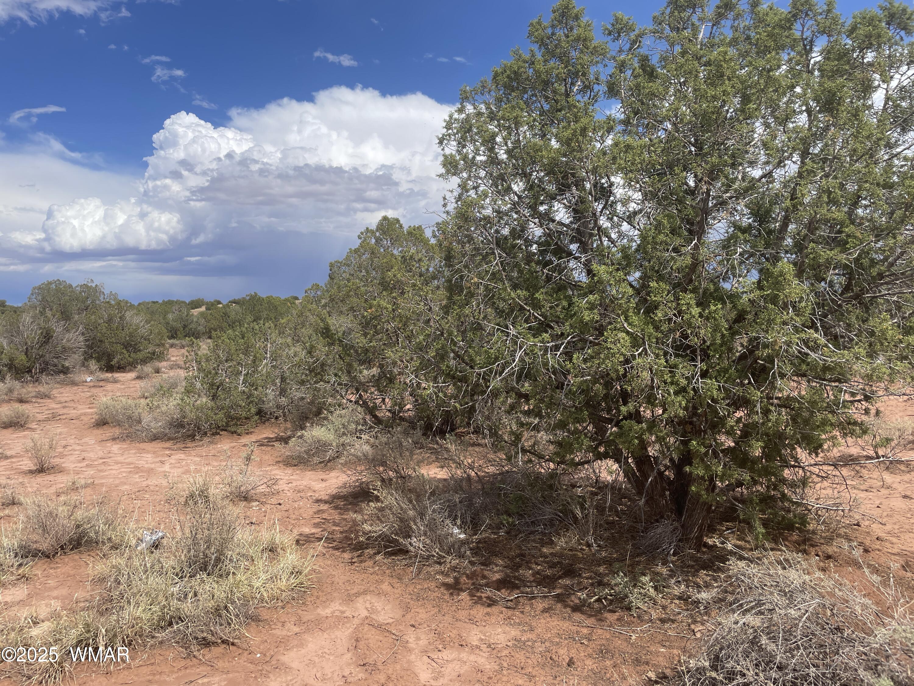 4253 Indian Bend Road Snowflake, AZ 85937 - Photo 21 of 25 a view of a yard with trees in the background