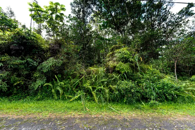 a view of a garden with a tree