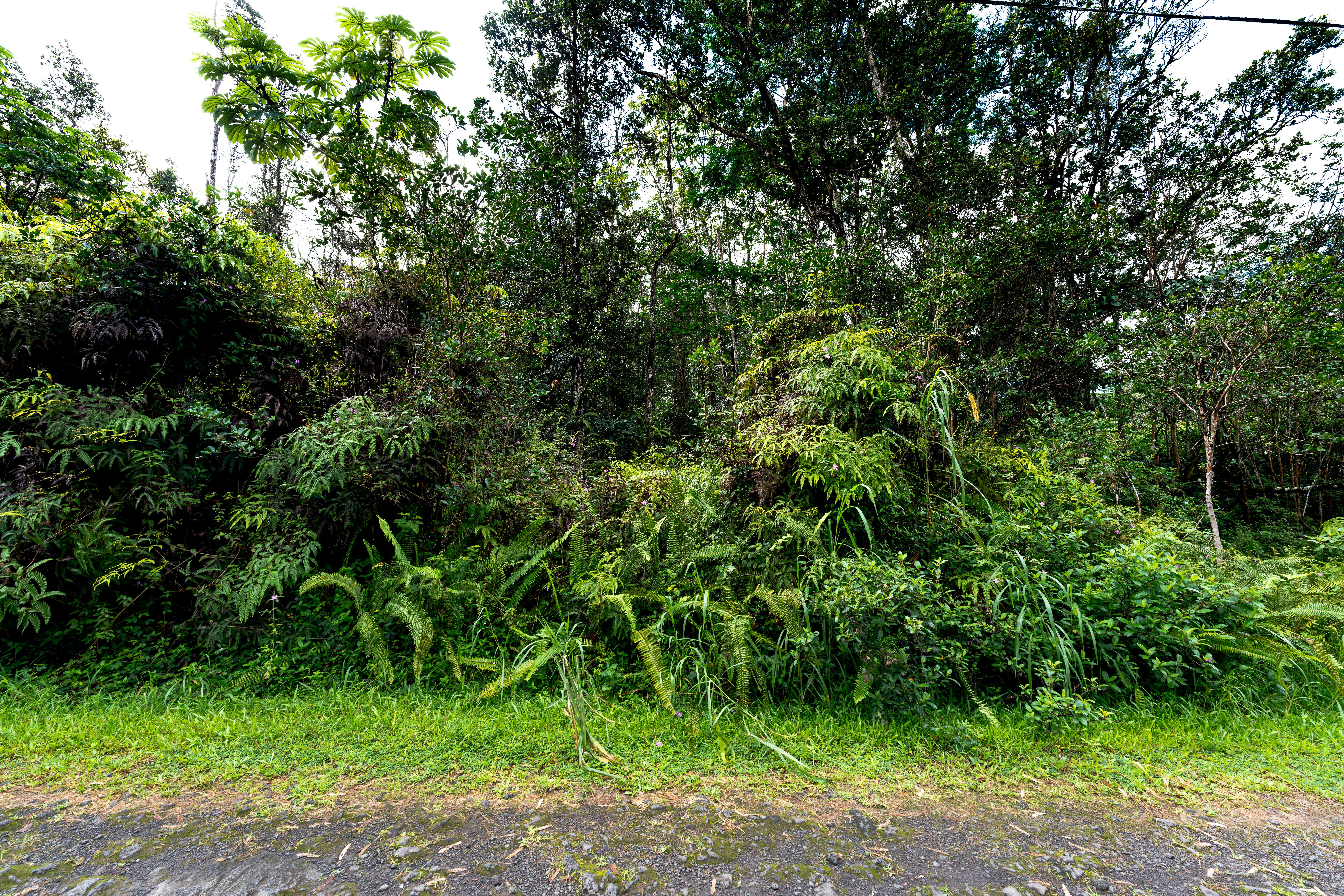 409 Lehua Road Pahoa, HI 96778 - Photo 11 of 14 a view of a garden with a tree