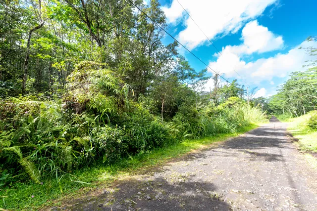 a view of a yard with plants and a large tree